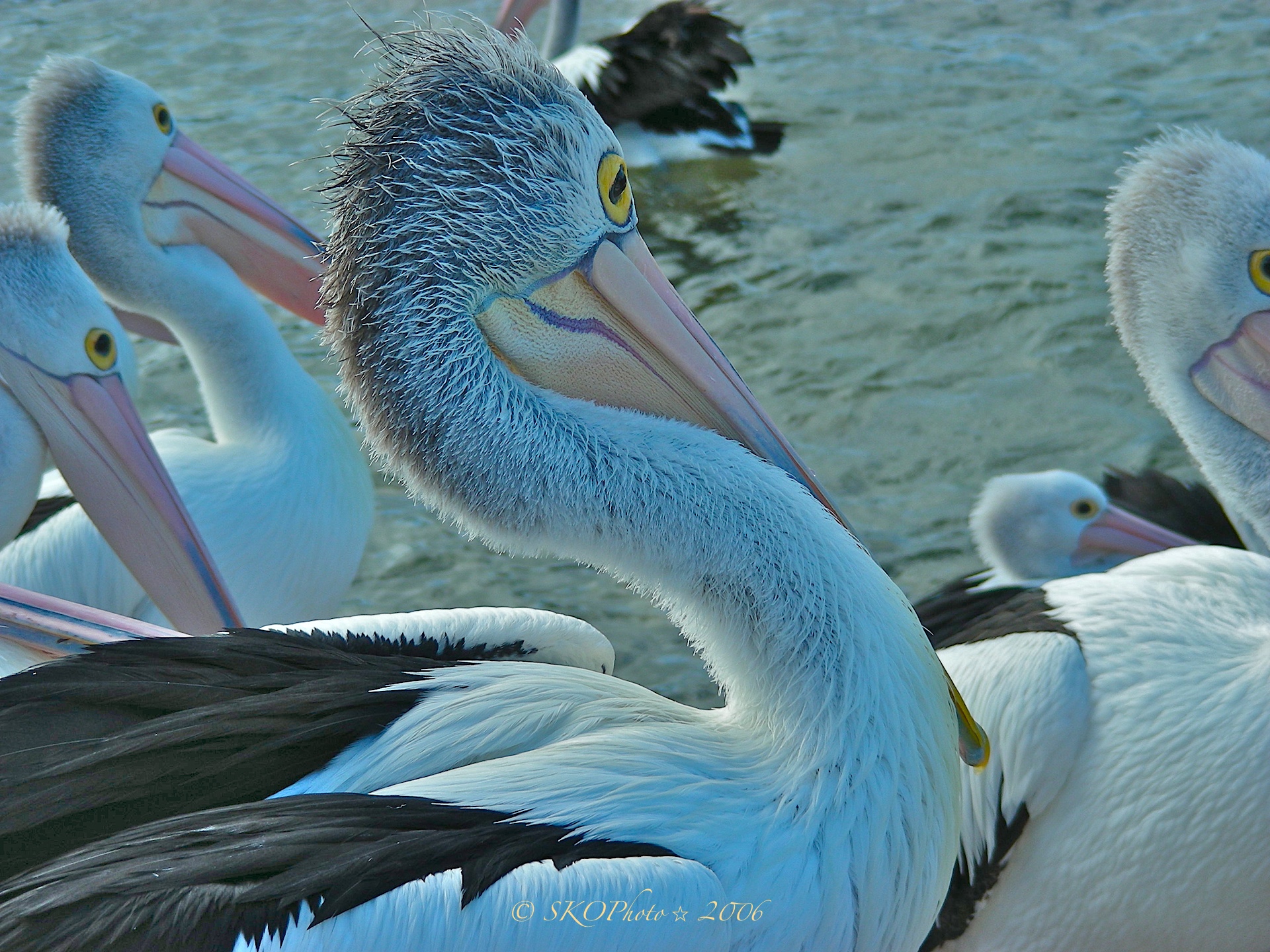 Kangaroo Island - Pelican Punk.