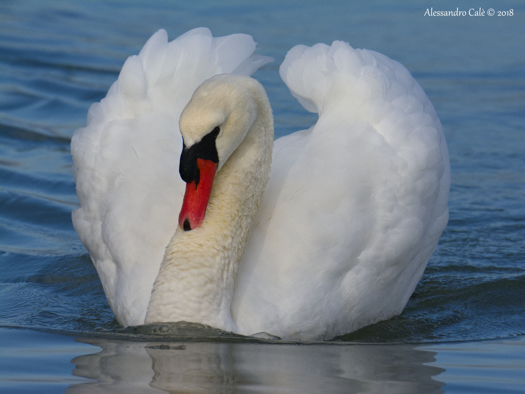 Cygnus olor (Mute Swan) 8036