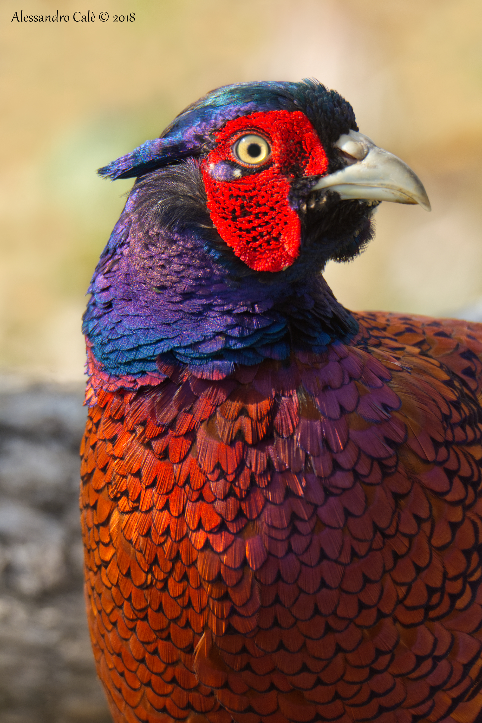 Phasianus colchicus (Pheasant) 2046