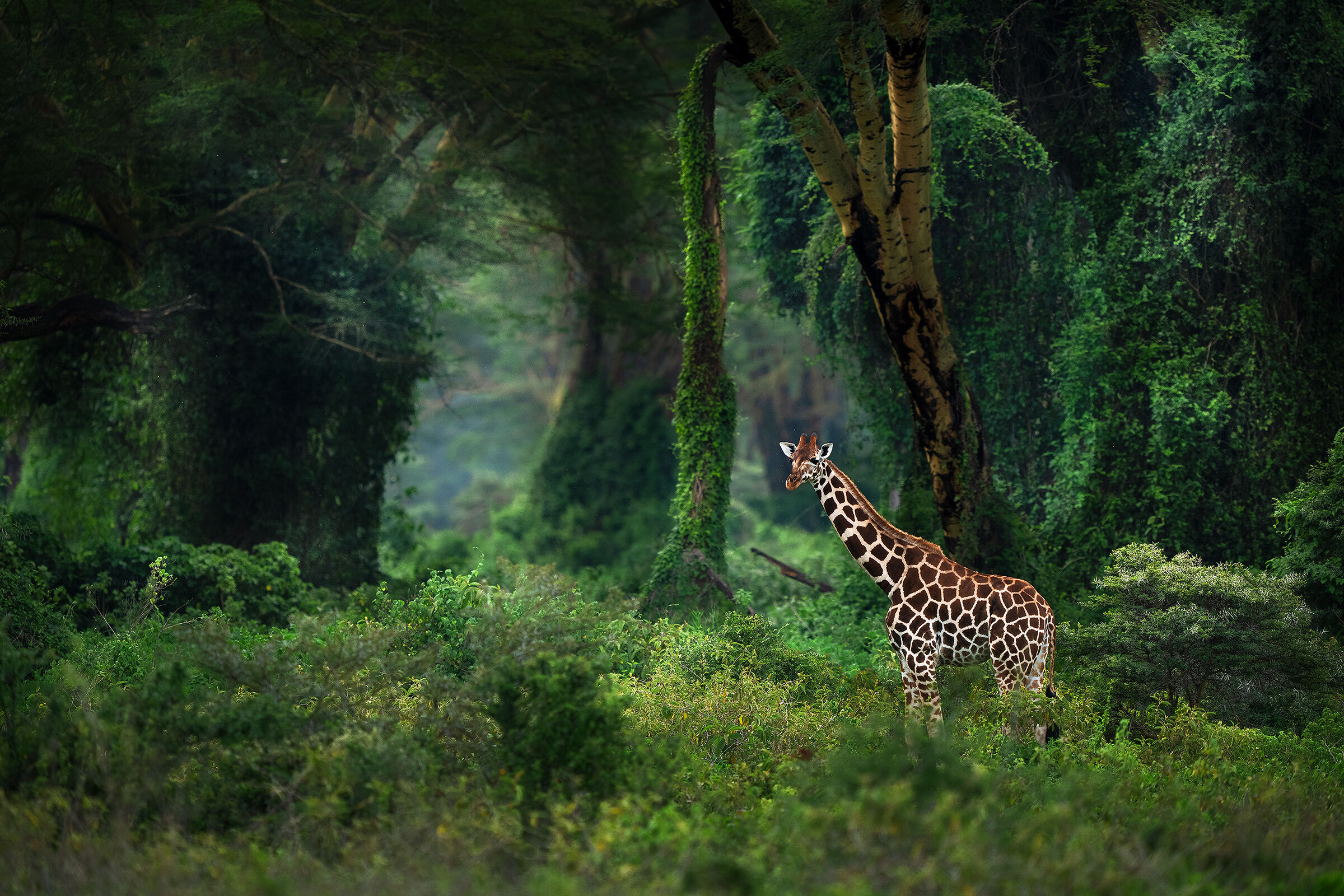 giraffa