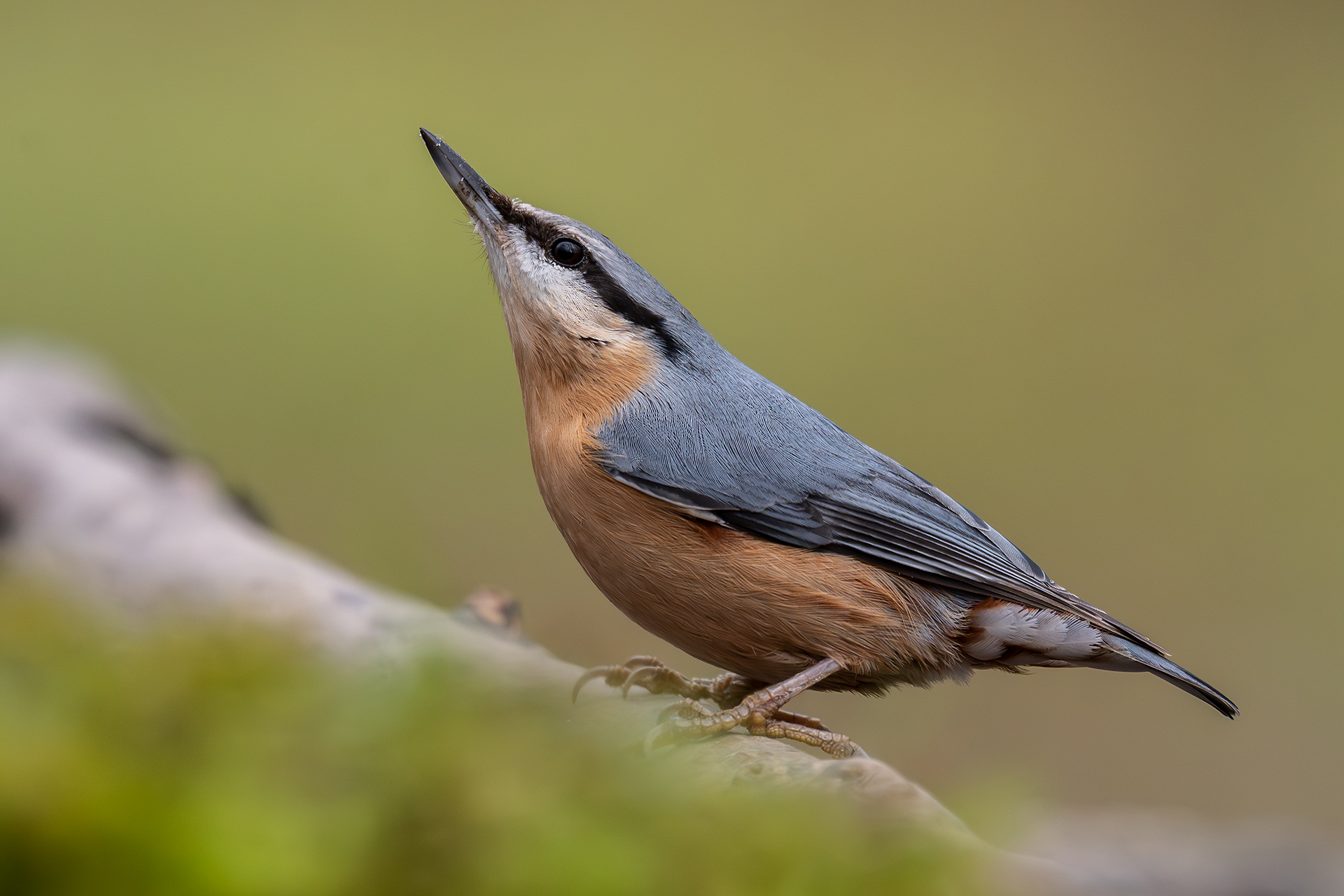 Wood nuthatch