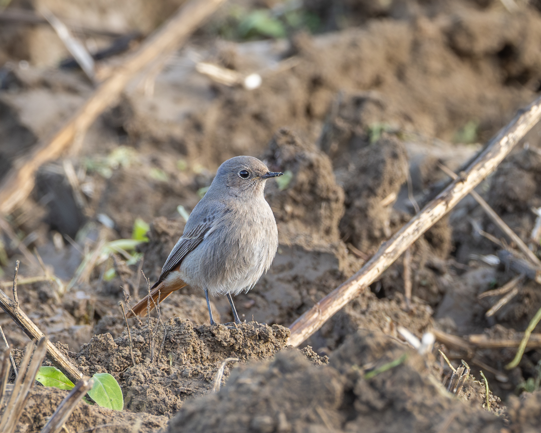black redstart