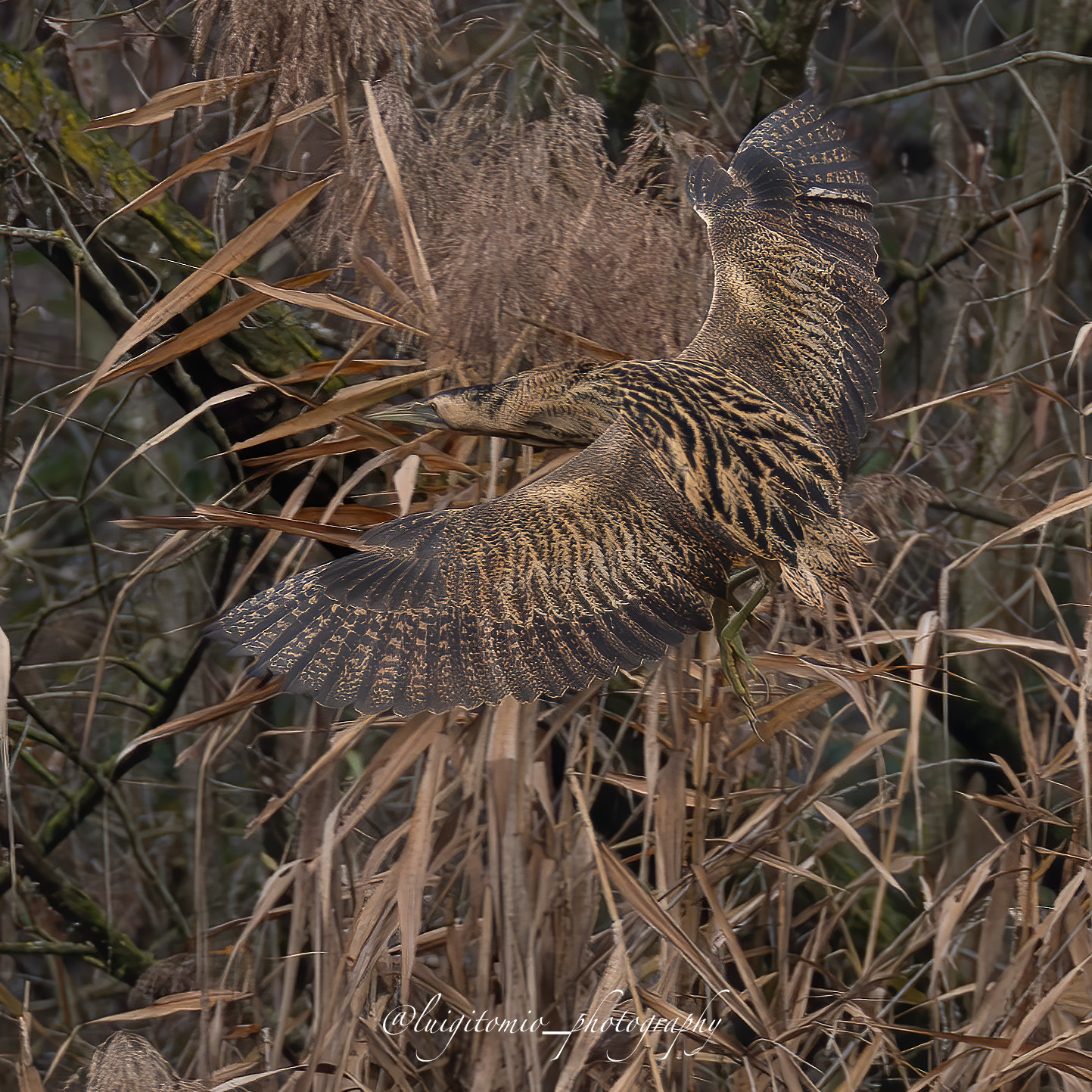 Silence, the Bittern flies.