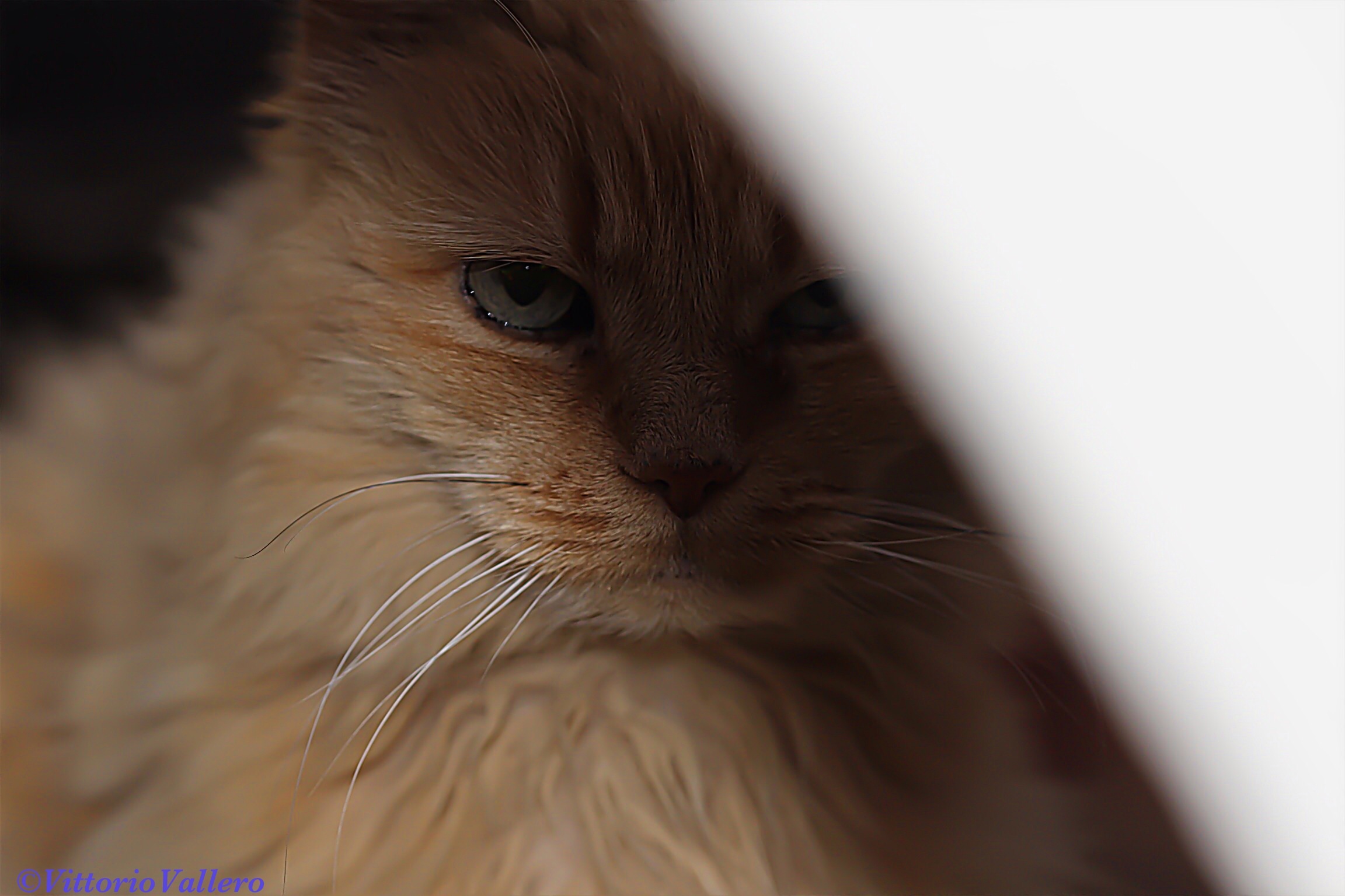 The look of the lioness ...