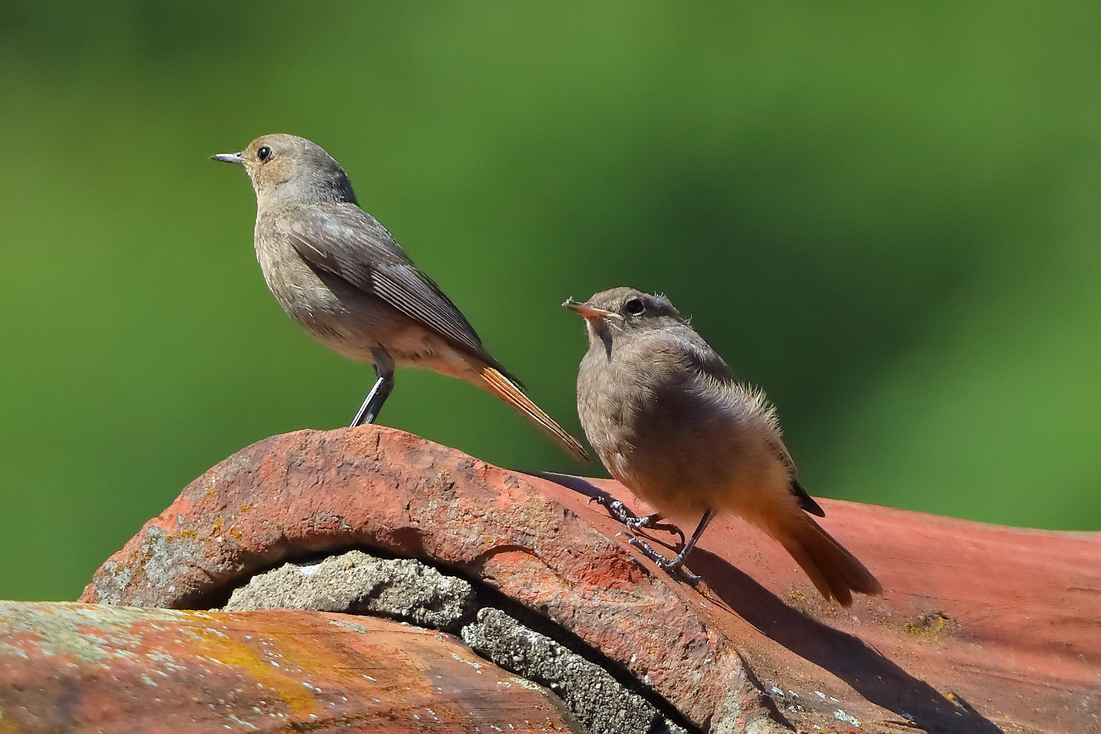 Codirossi S 09 luglio 2025 - 0056