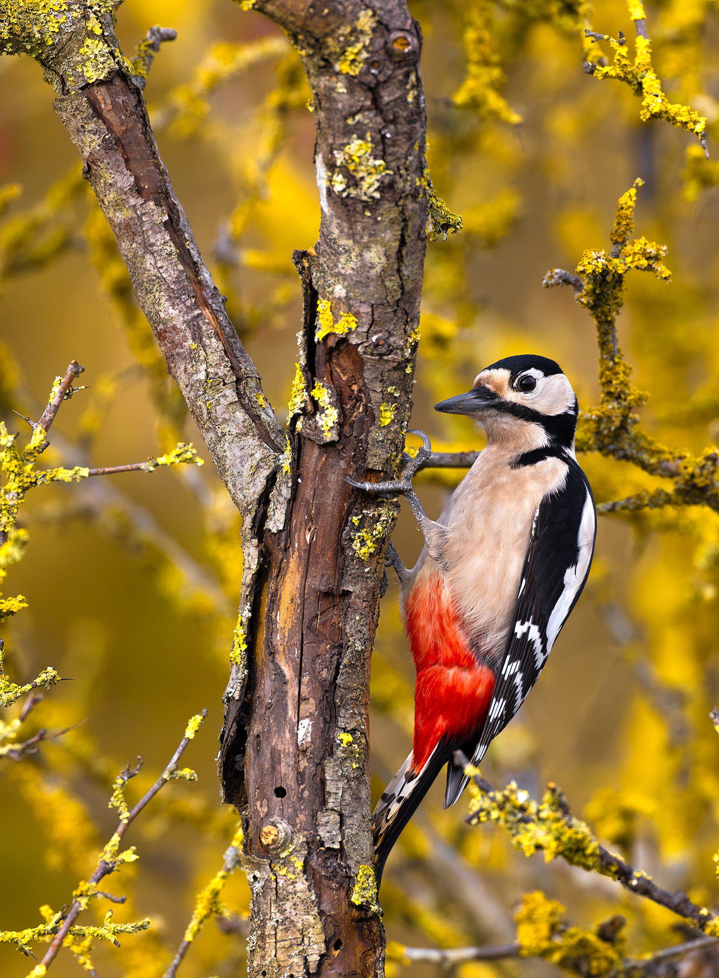 Picchio rosso maggiore