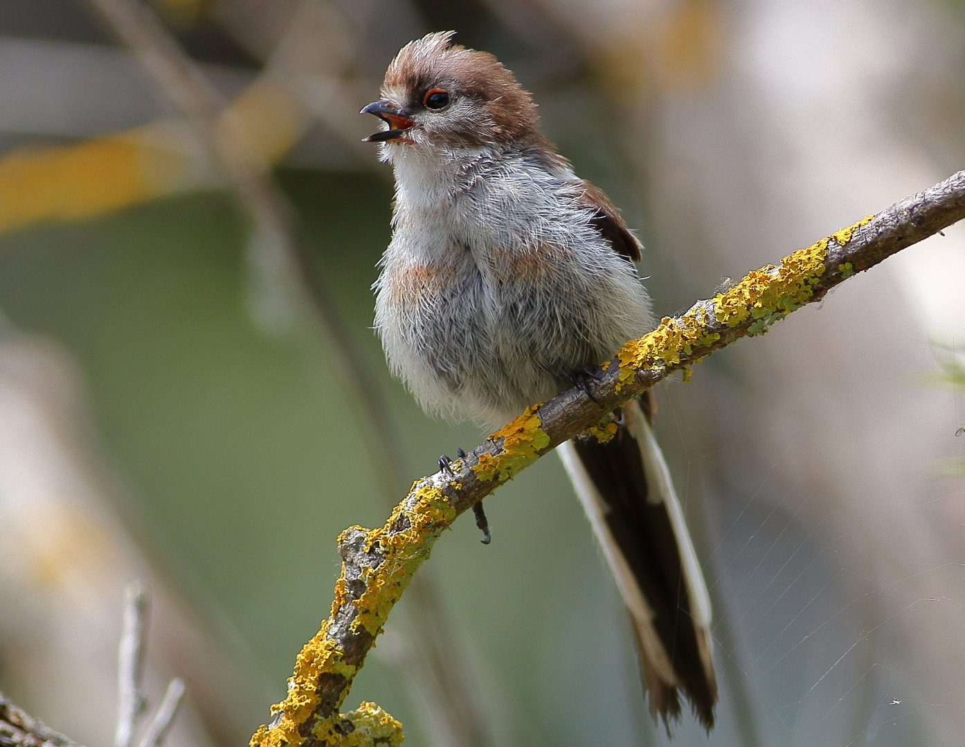 Mito, Aegithalos Caudatus