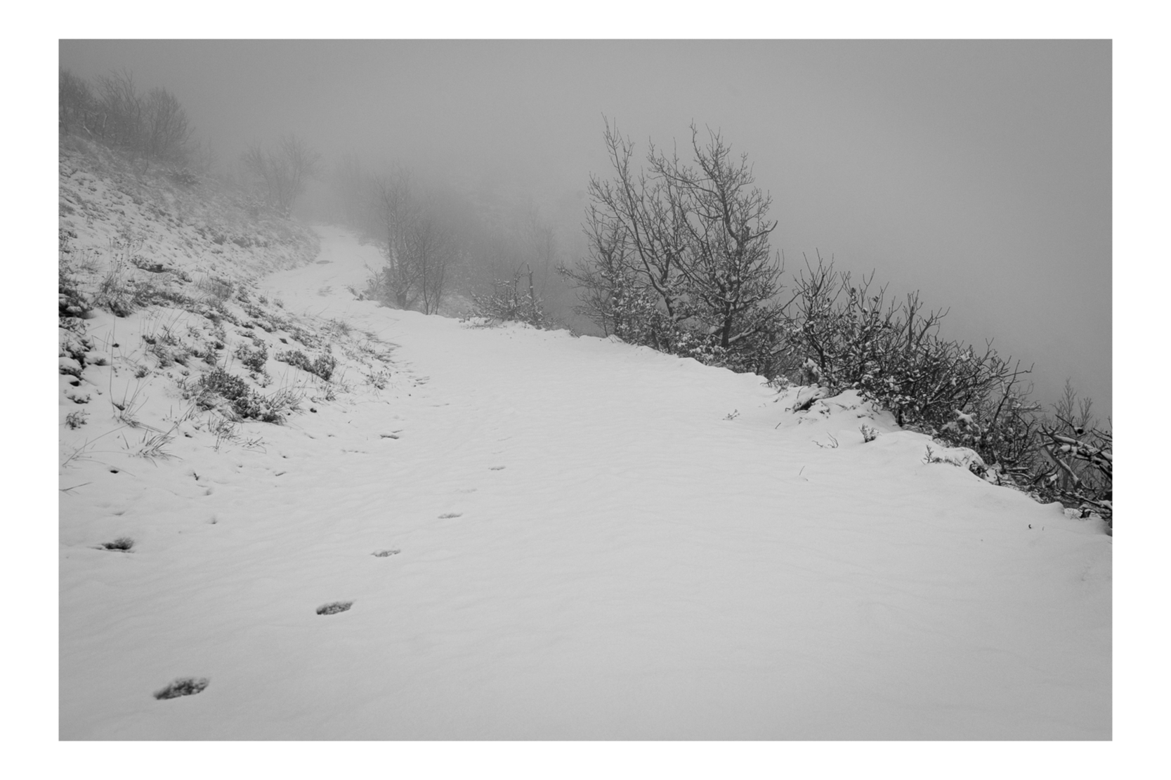 On the way of the wolf