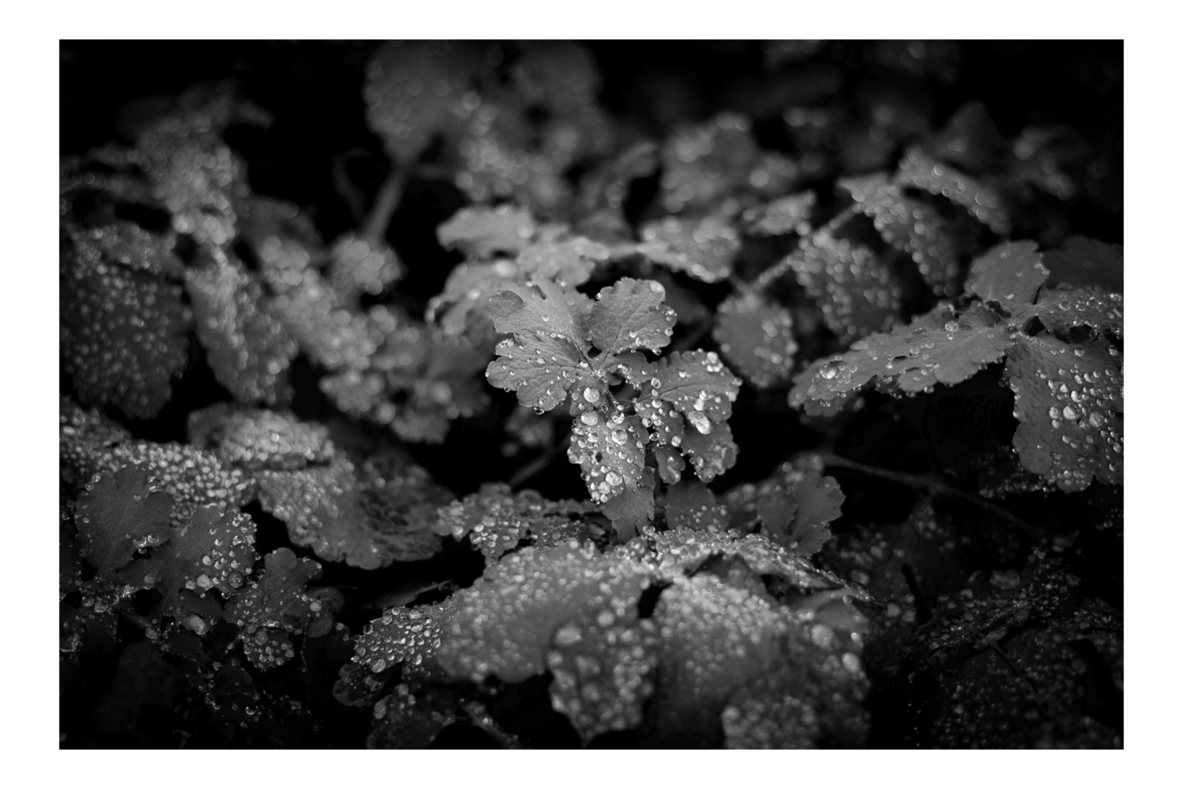 Dew
