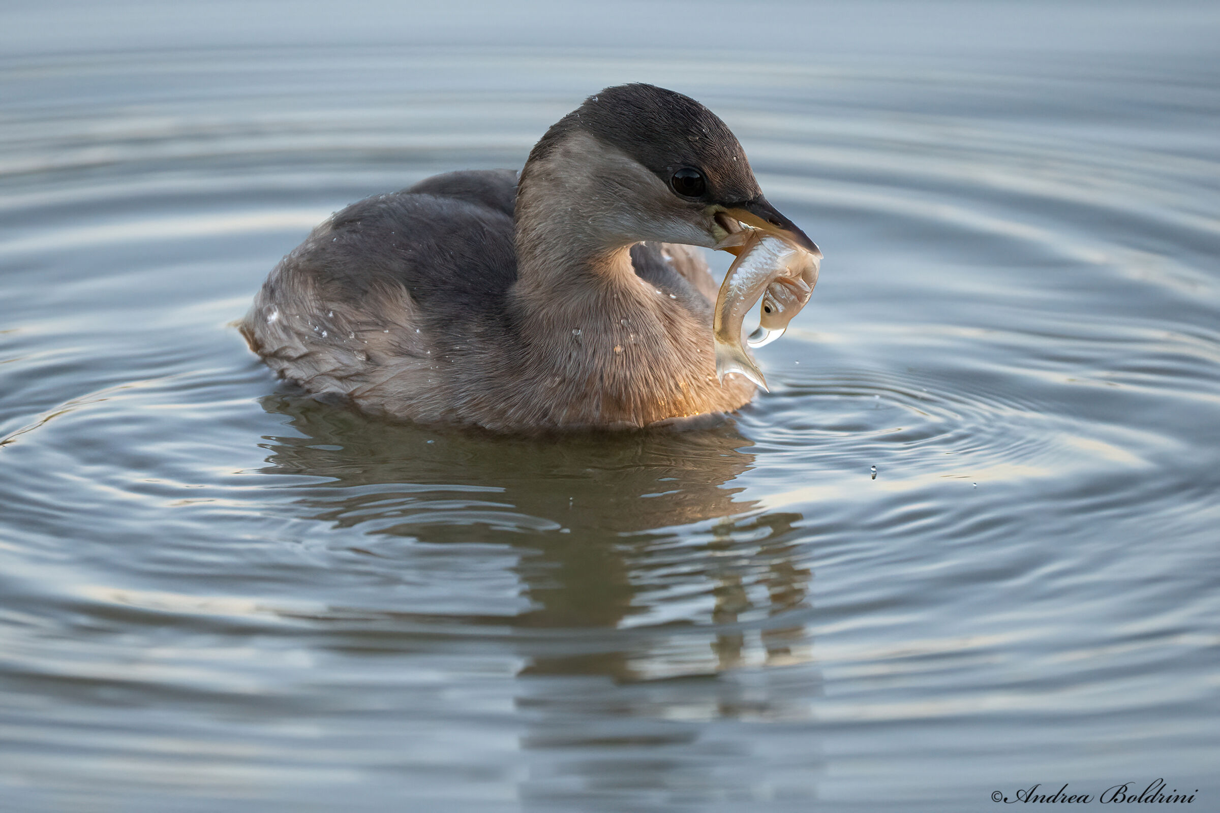Little Grebe on target