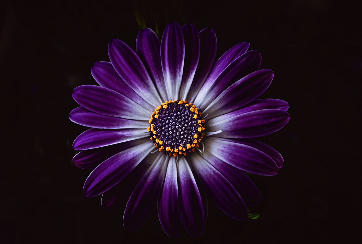 Osteospermum