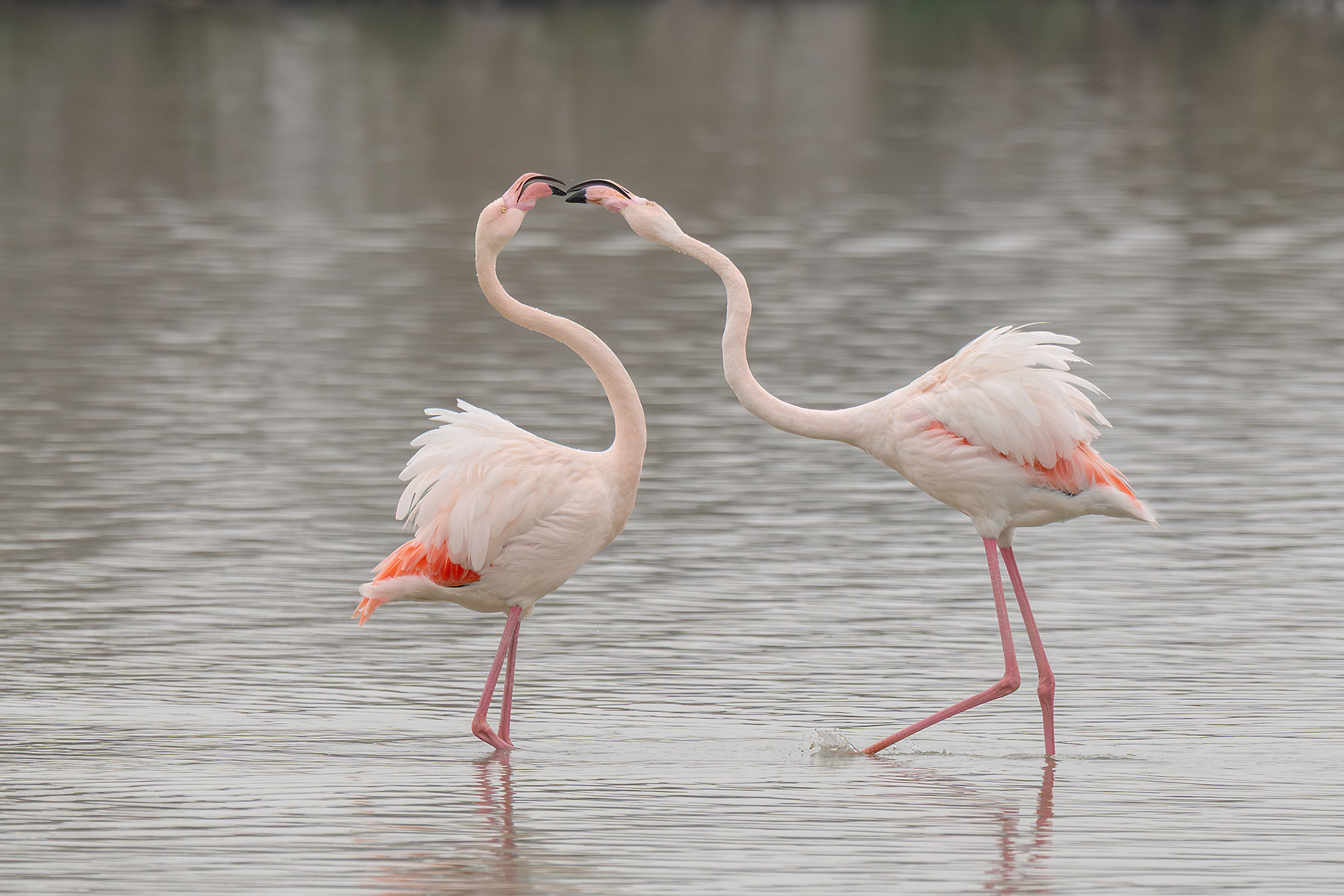 Fenicotteri - azzuffatina mattutina