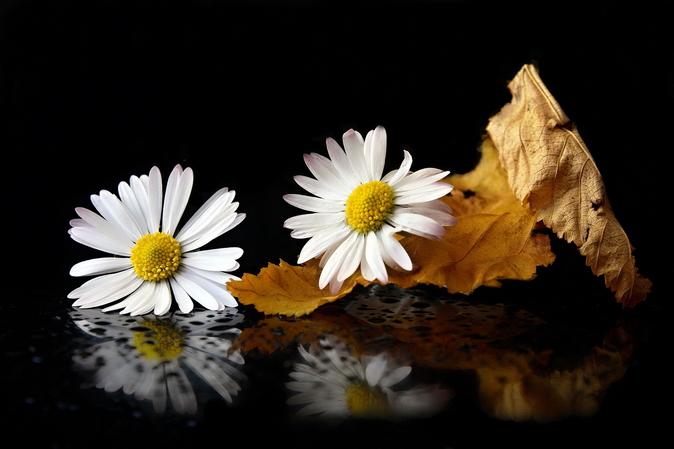 still life with a flower