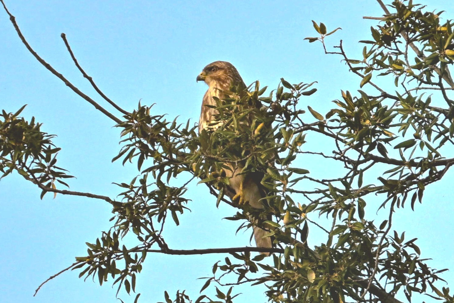 Testando tamron 150 500