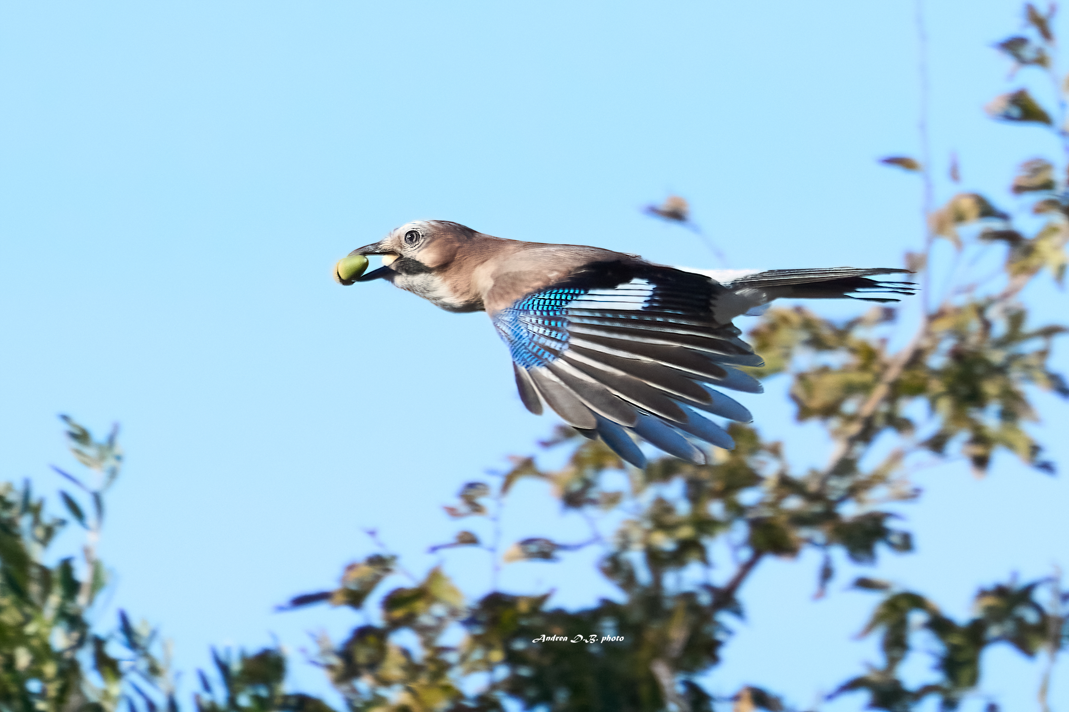 Jay