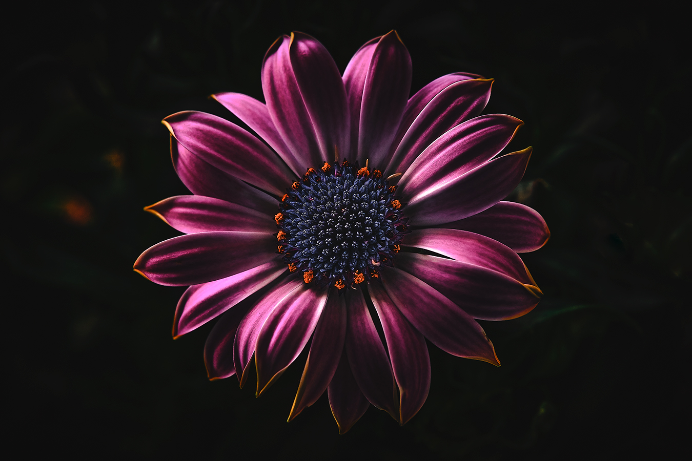 Osteospermum