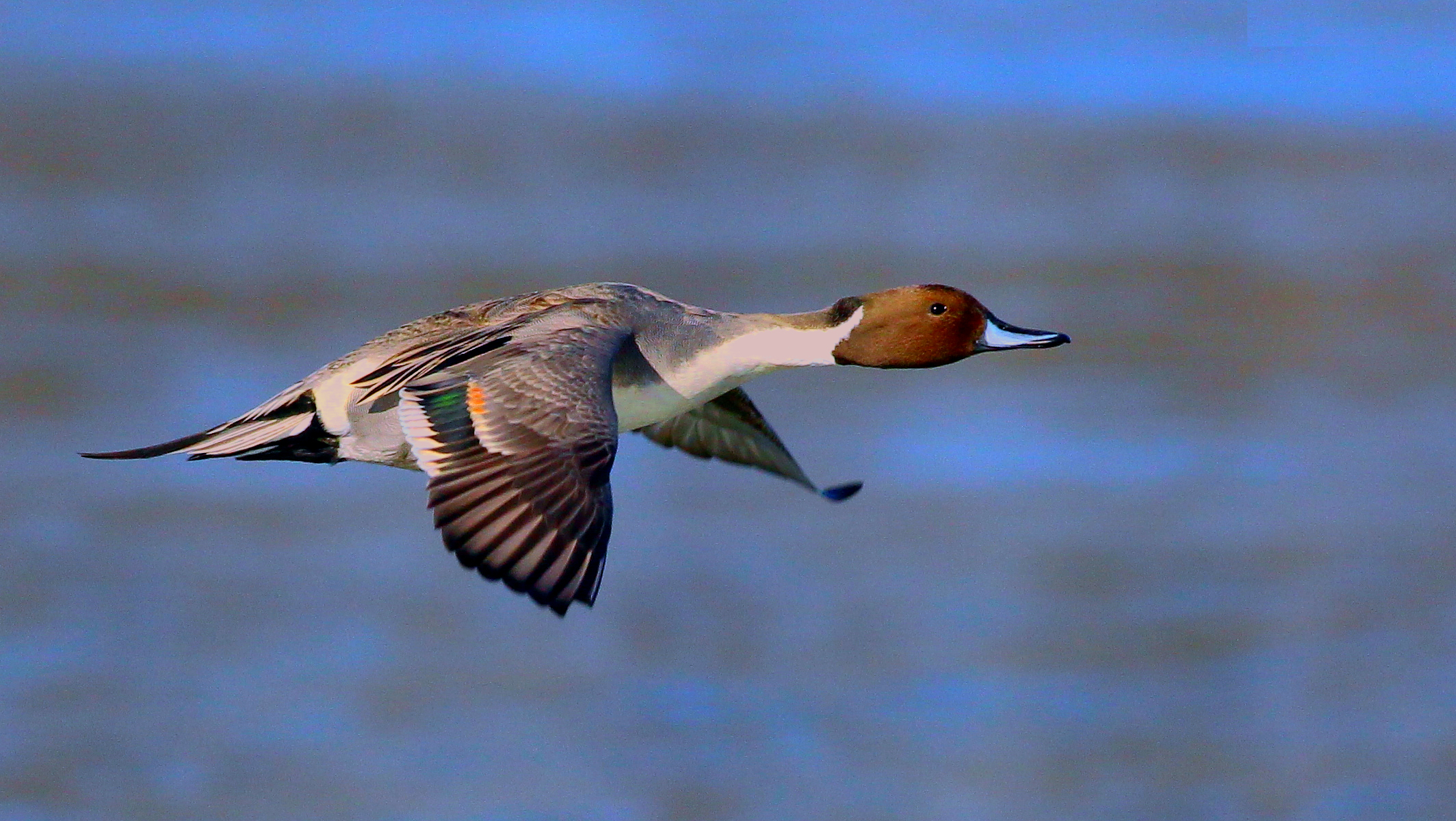 Ánade Rabudo, Anas Acuta