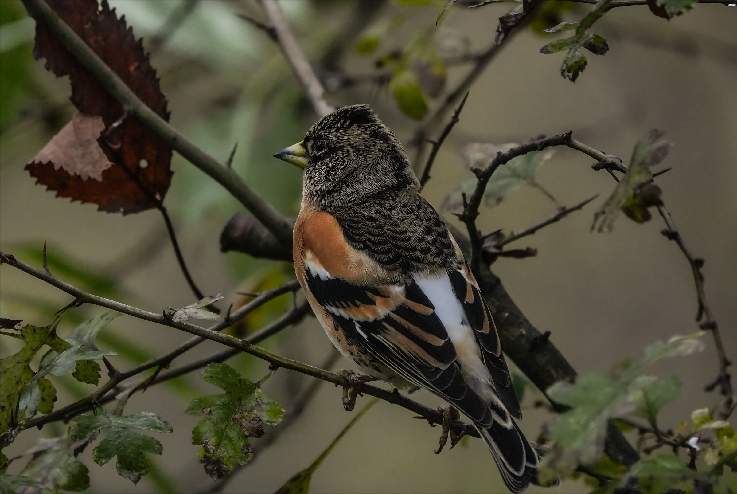 brambling