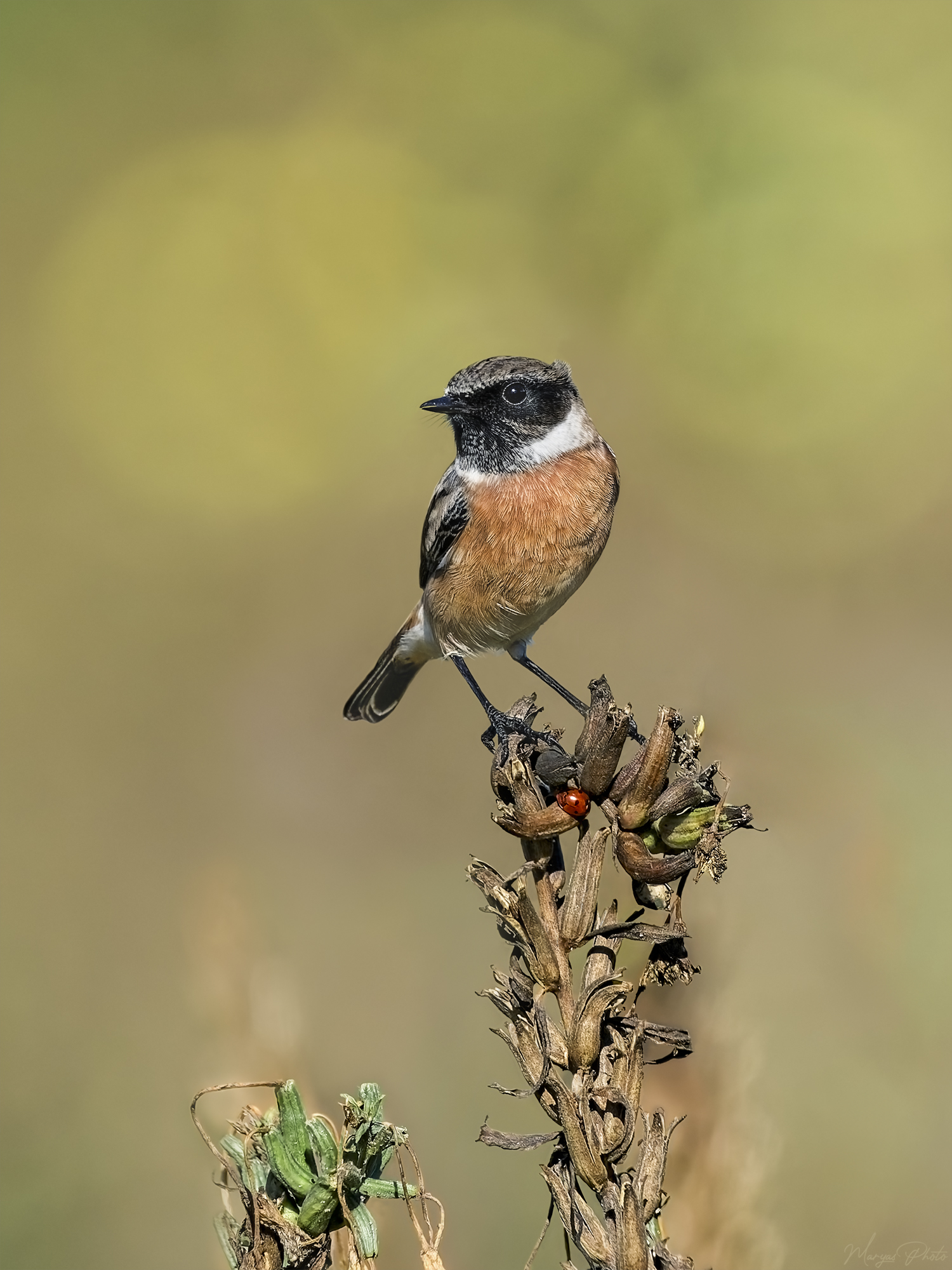 Il saltimpalo e la coccinella