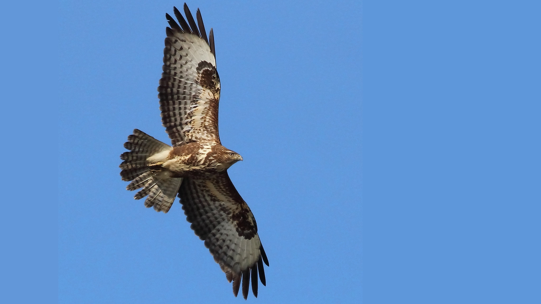 Busardo Ratonero, Buteo Buteo