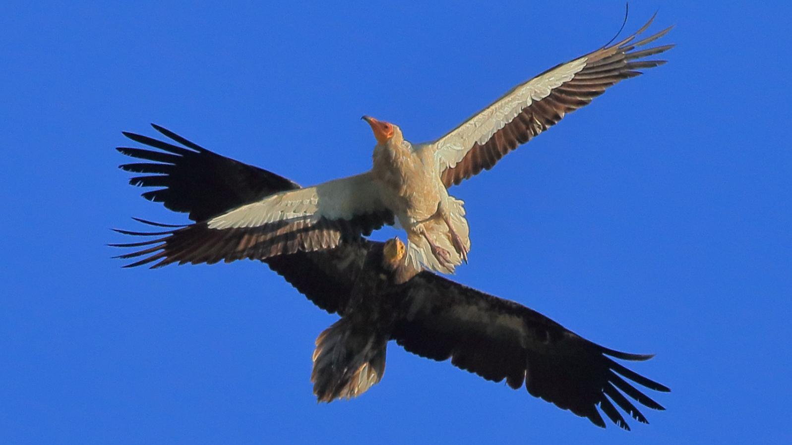 Alimoche, Neophron Percnopterus