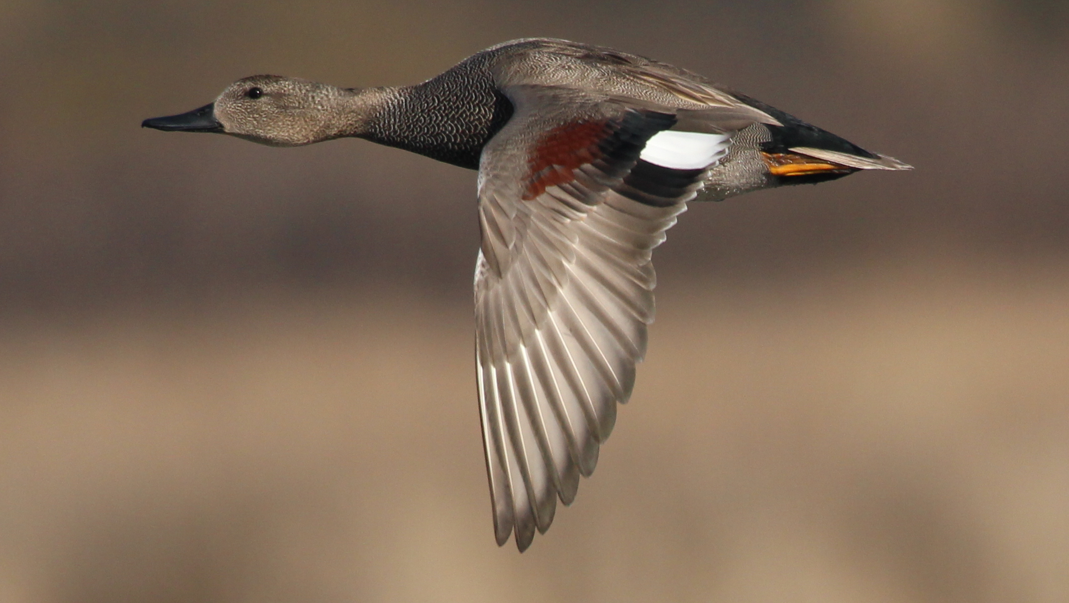 Ánade FRiso, Mareca Strepera
