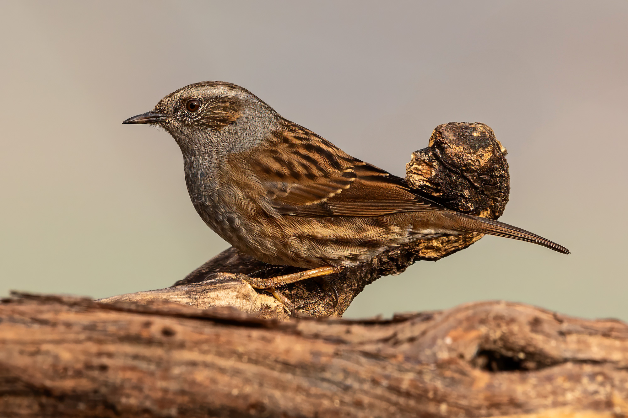 Dunnock