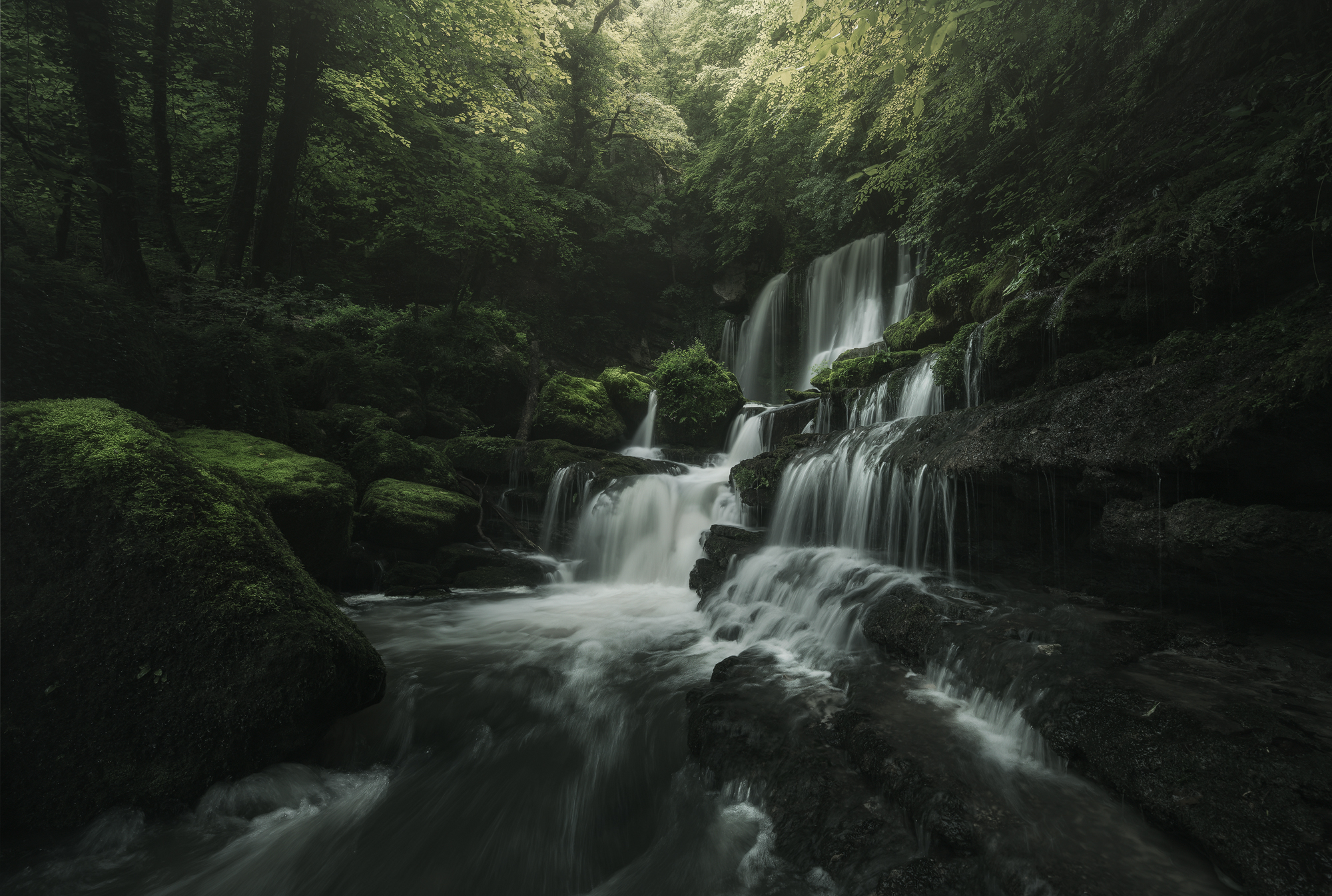Woodland Realm