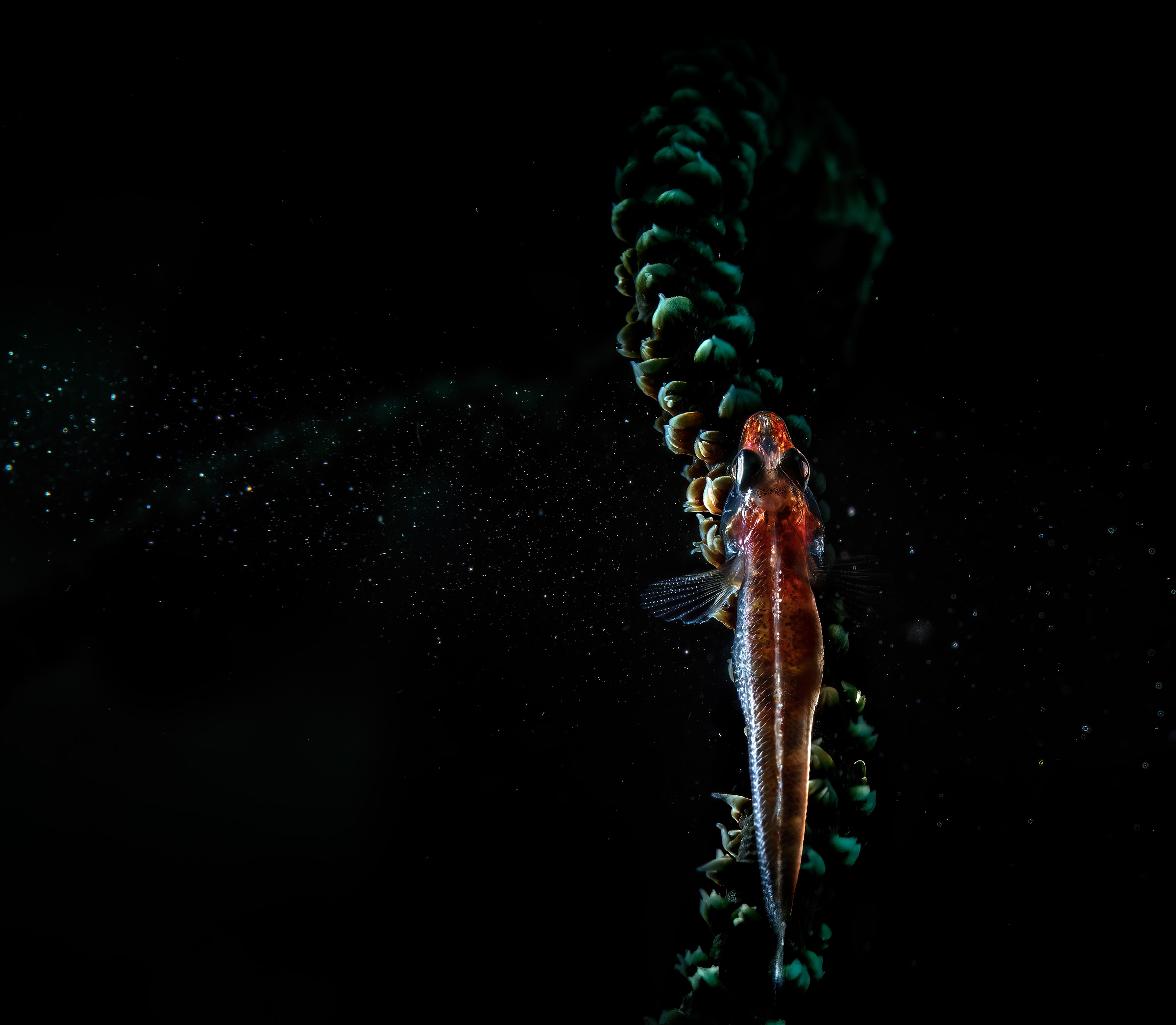 Gobi on whip coral Bali Tulamben