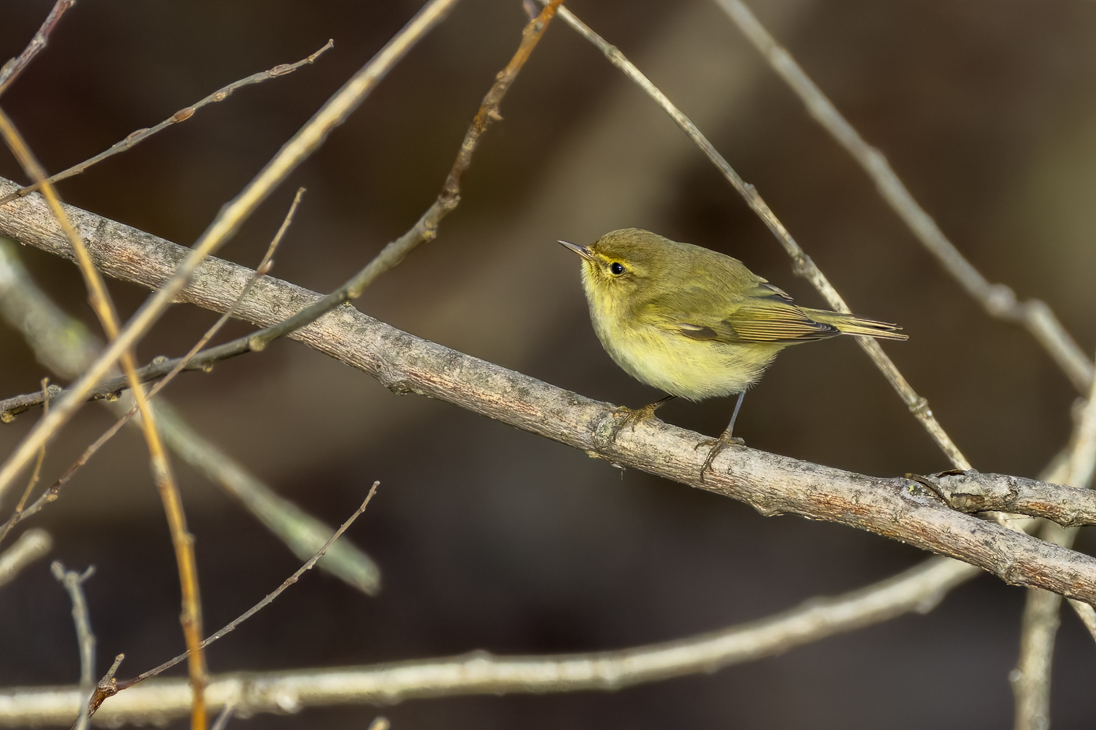 The little one of the him's