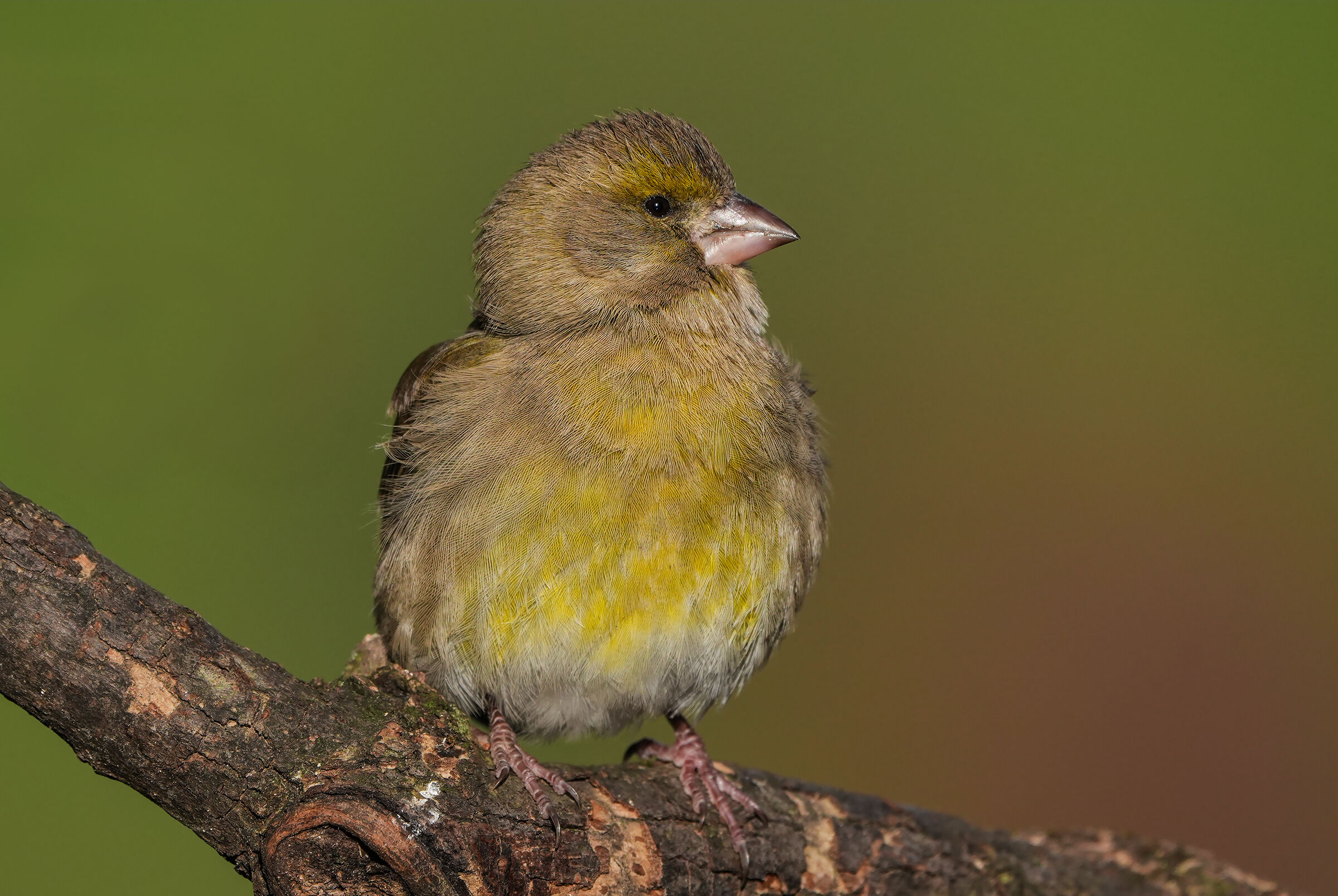 greenfinch