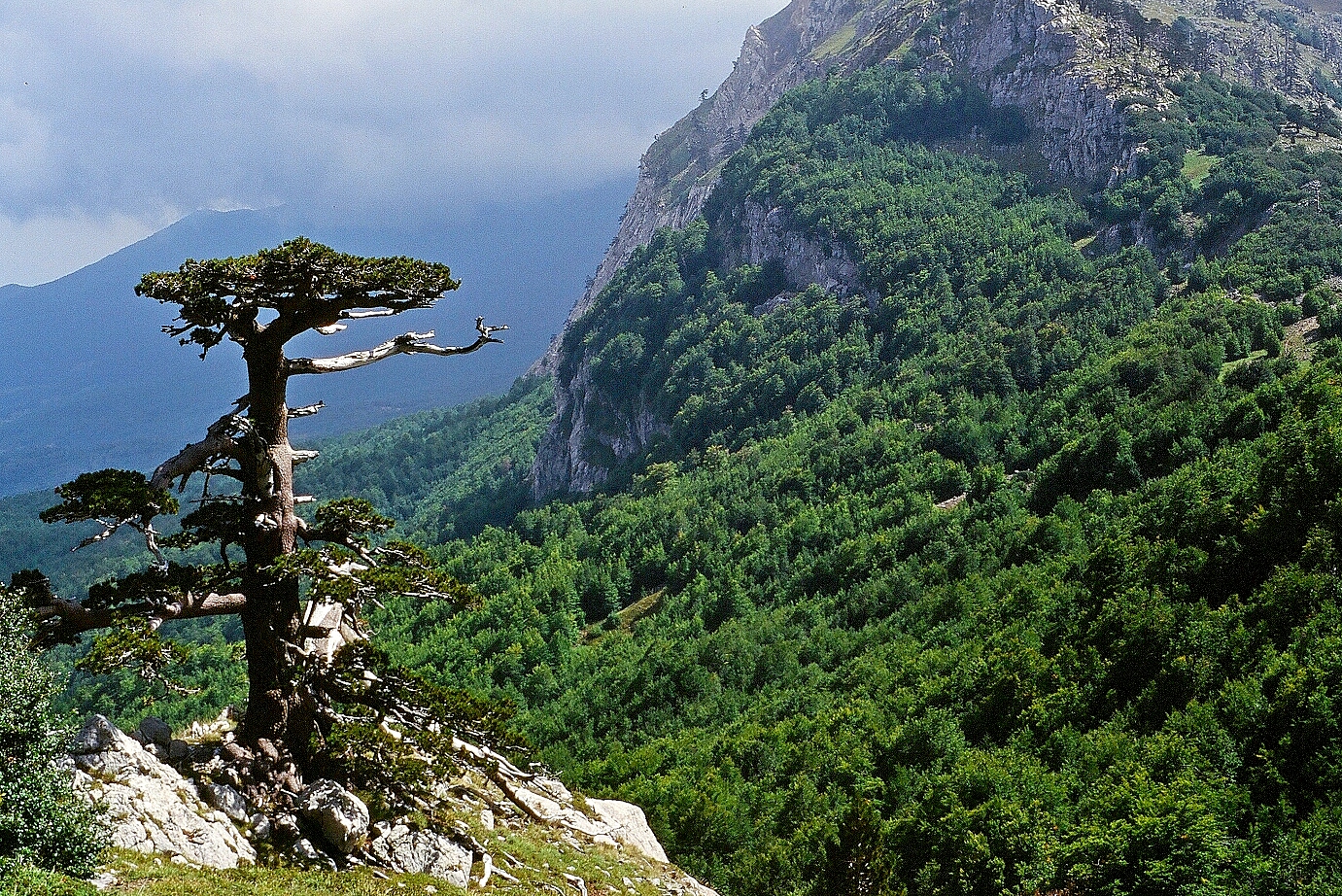 Pine Loricato "sentinel"