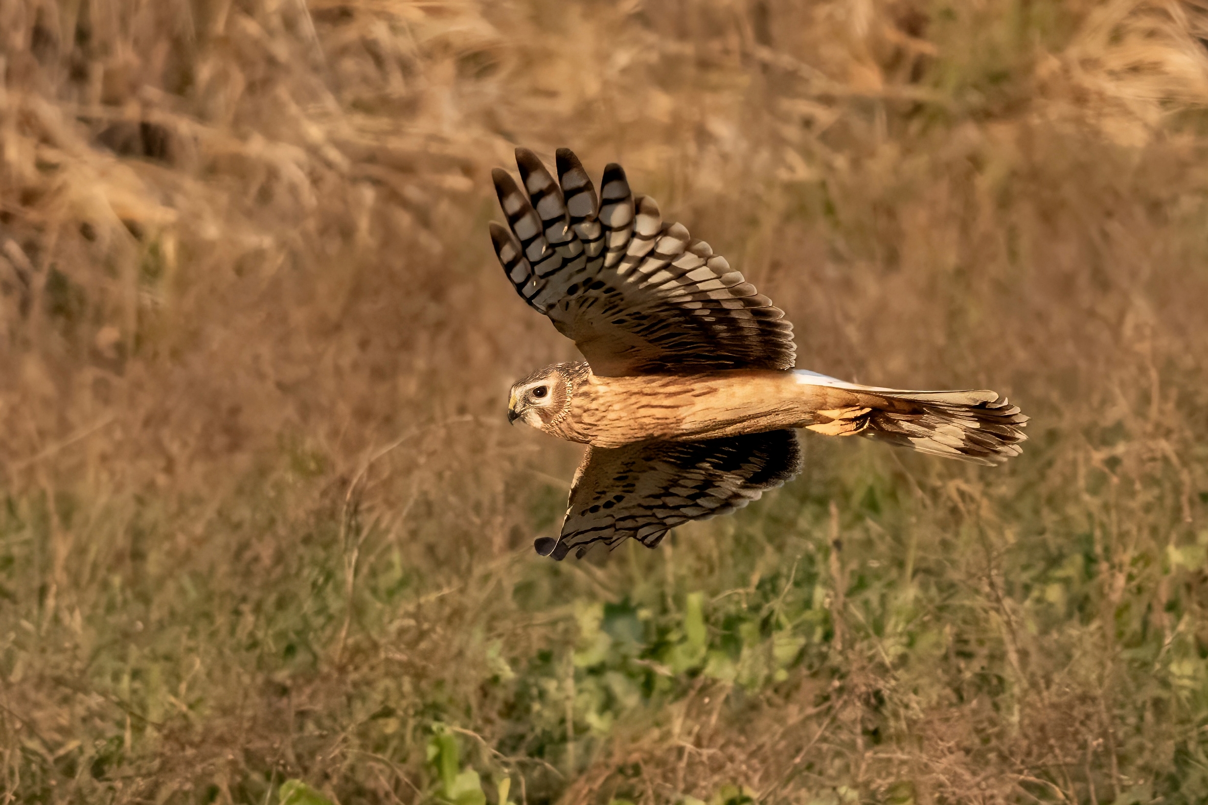 Albanella reale (Circus cyaneus) femmina