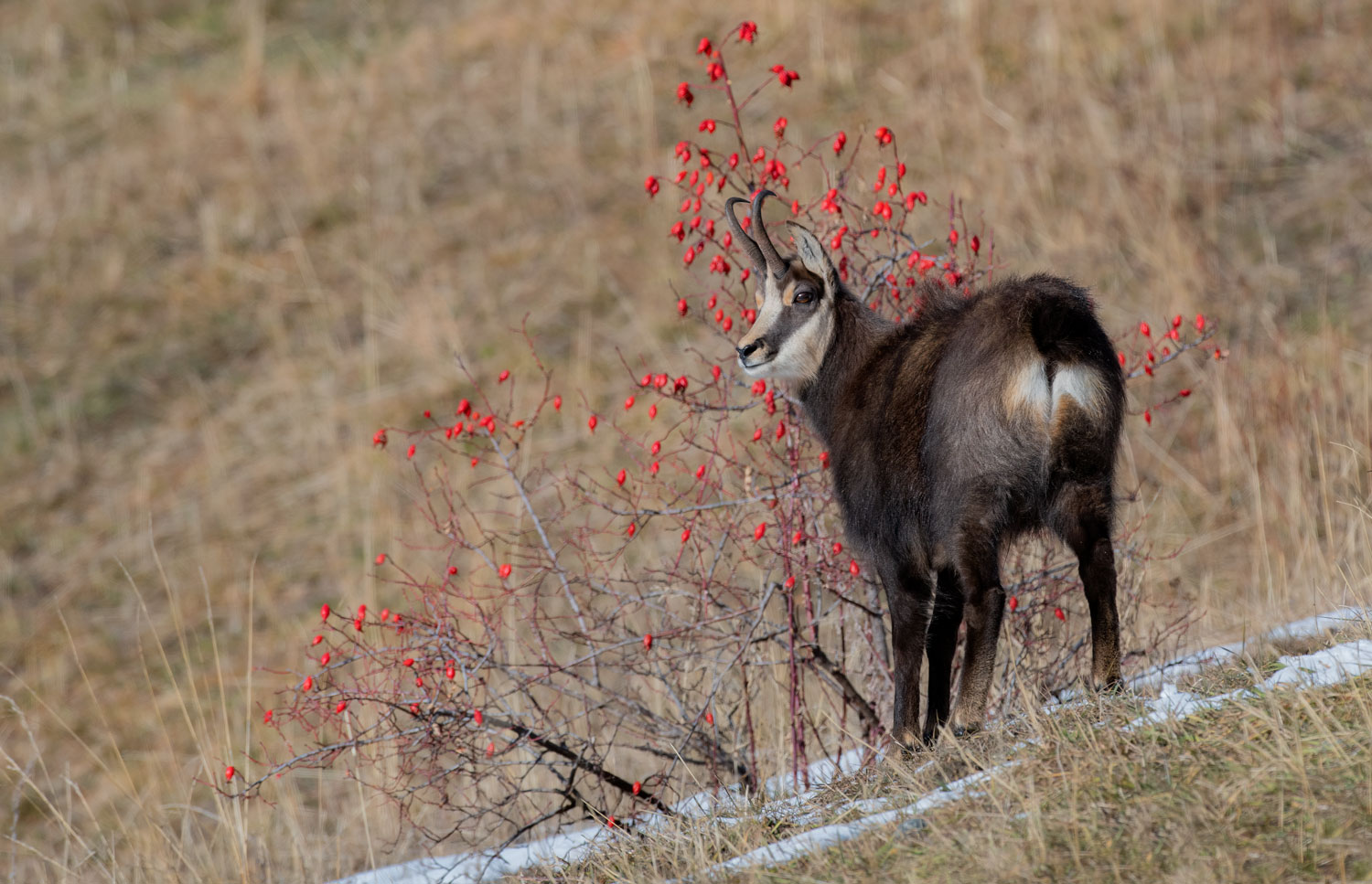 Chamois