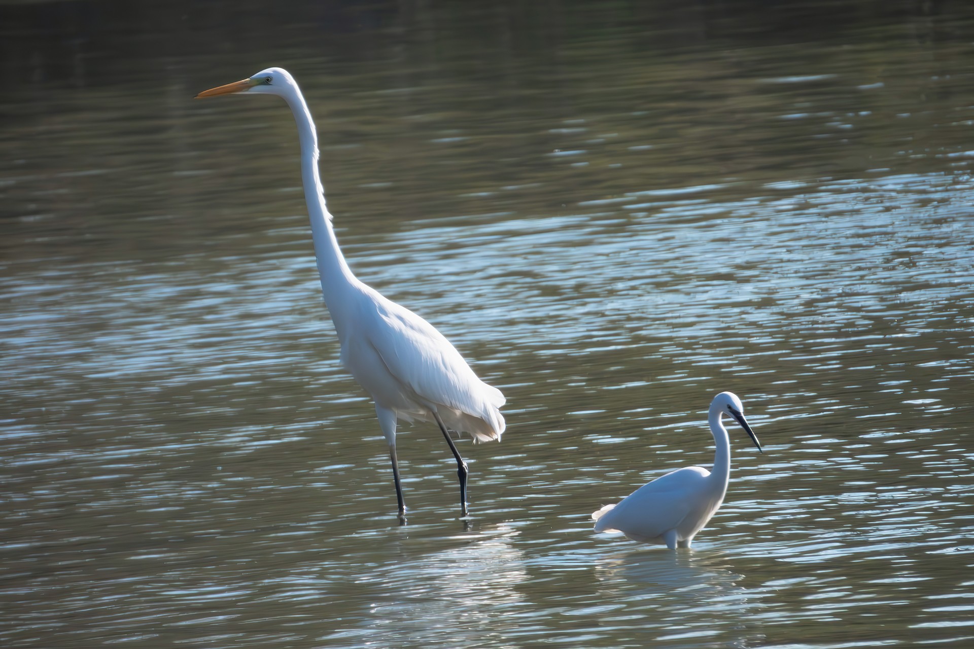 White Heron