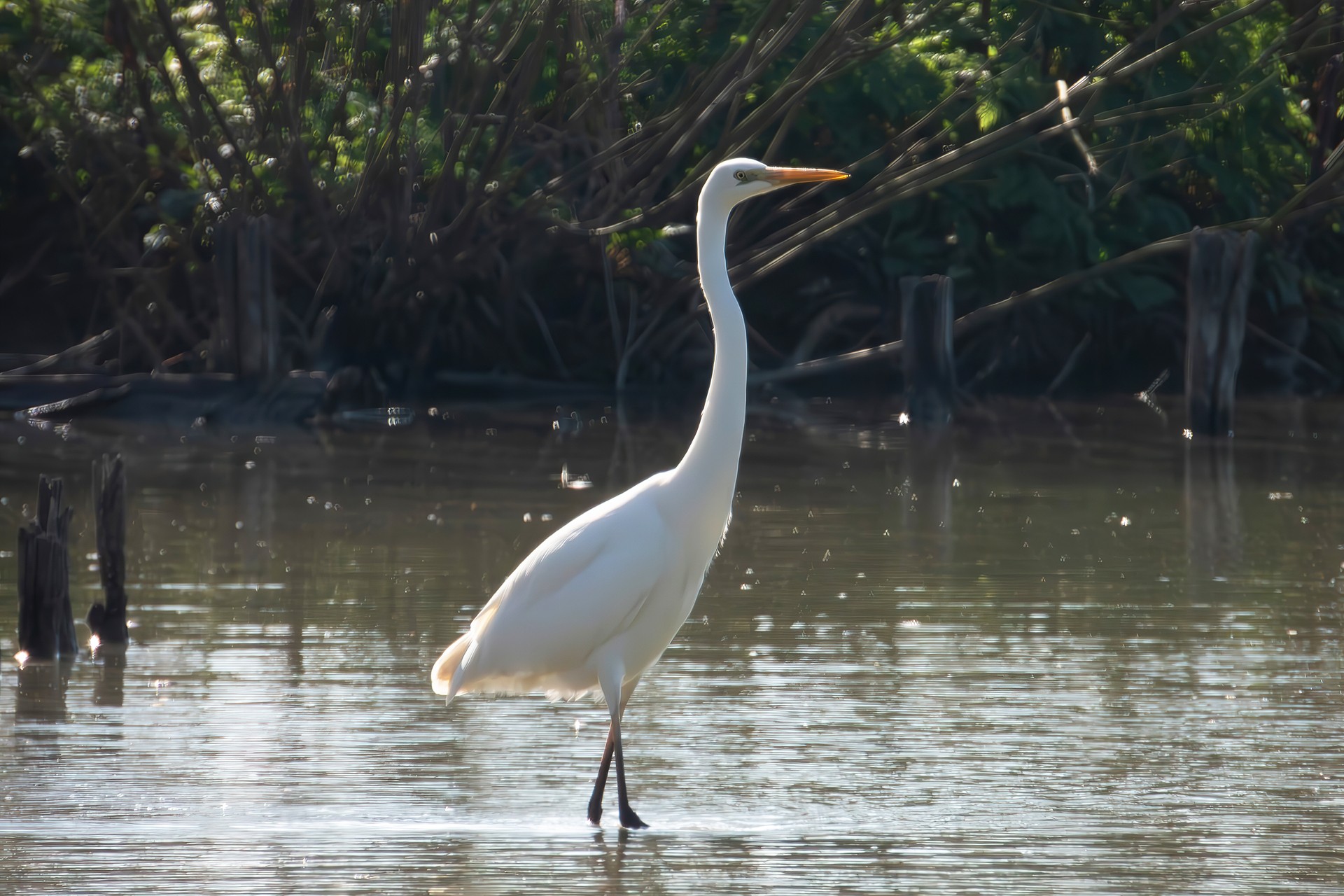 White Heron