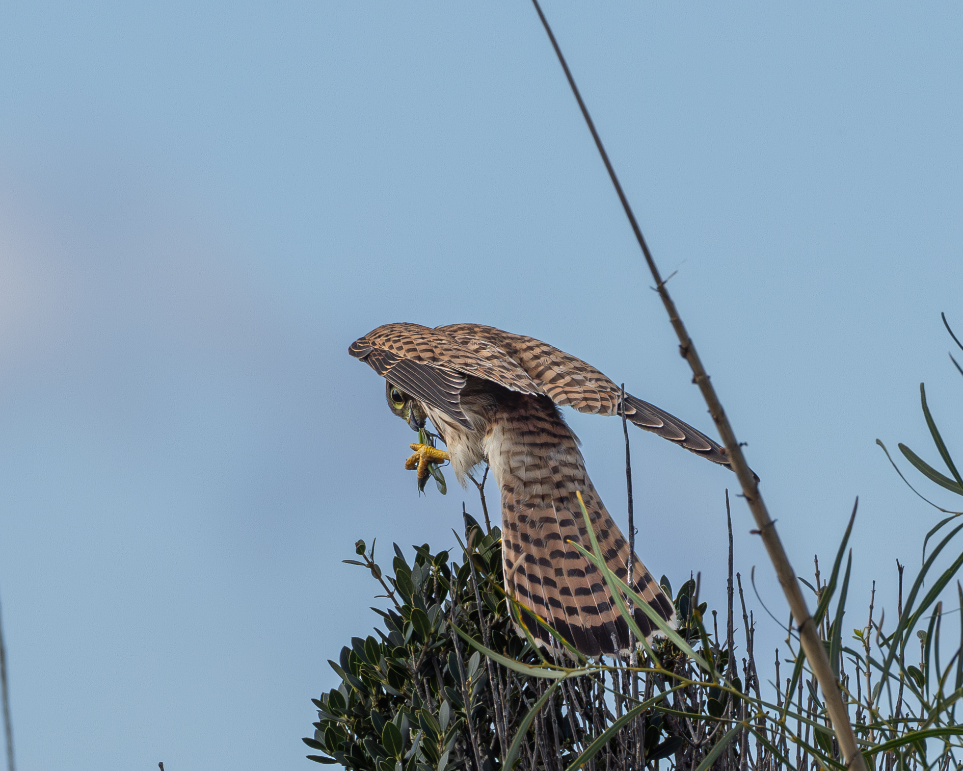 Kestrel with prey