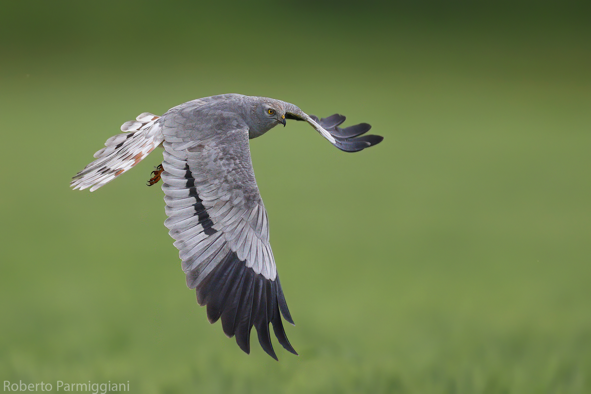 Montagu's Harrier