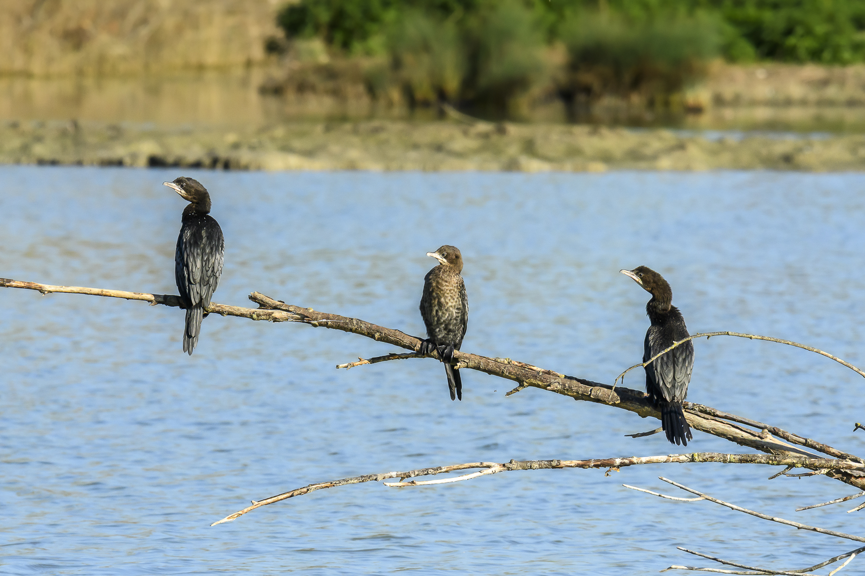 But do you know the trio?