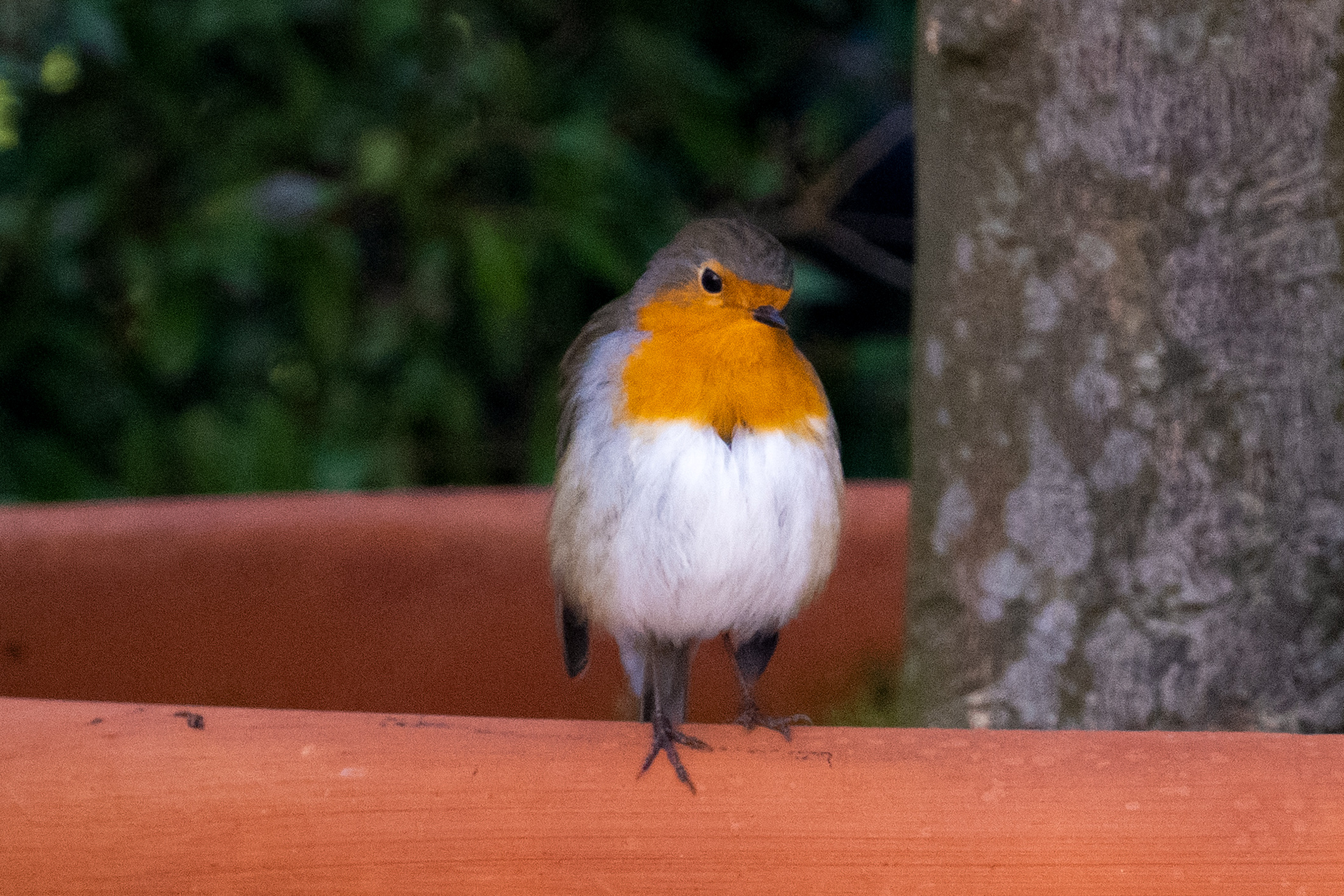 Pettirosso a Capodimonte