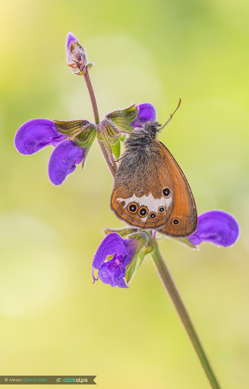 Coenonympha arcania