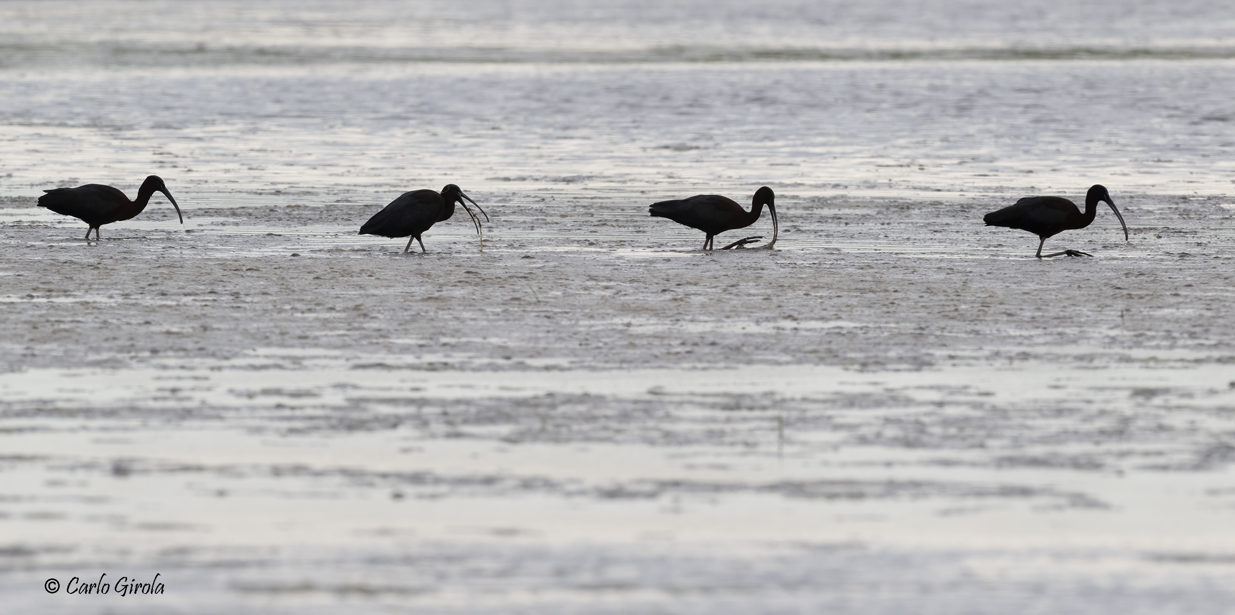 Mignattaio (Plegadis falcinellus)