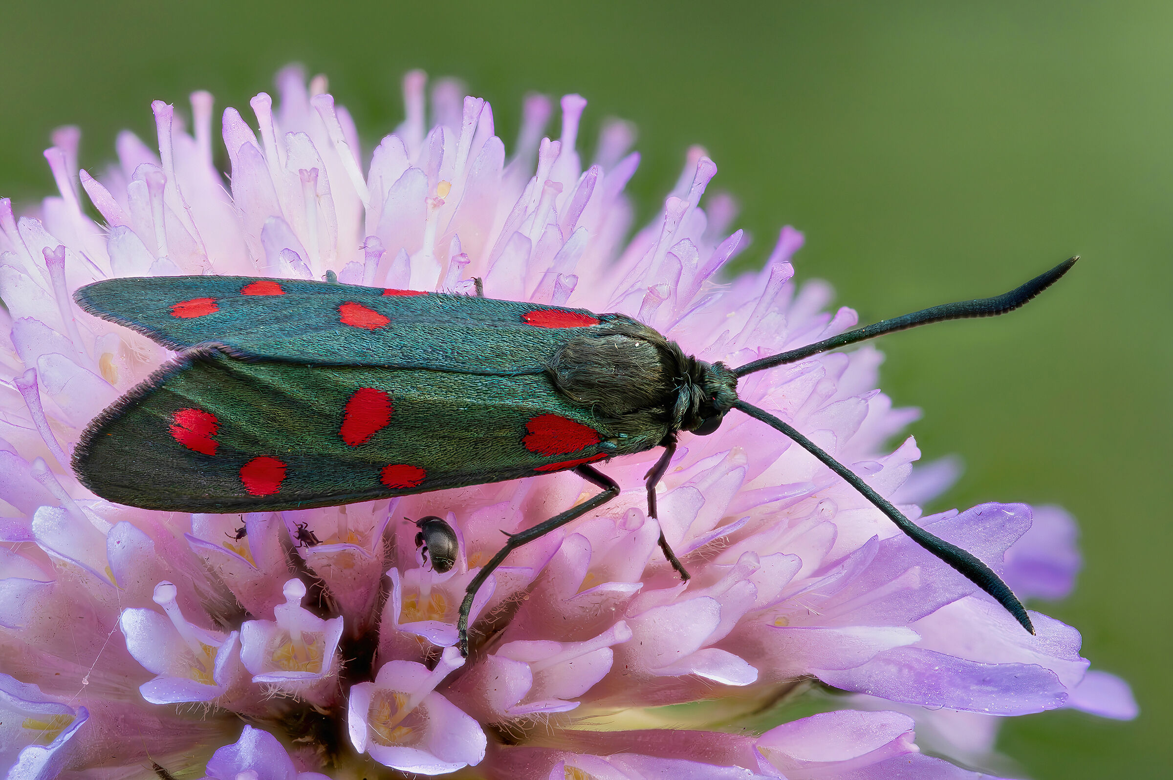 Zygaena filipendulae