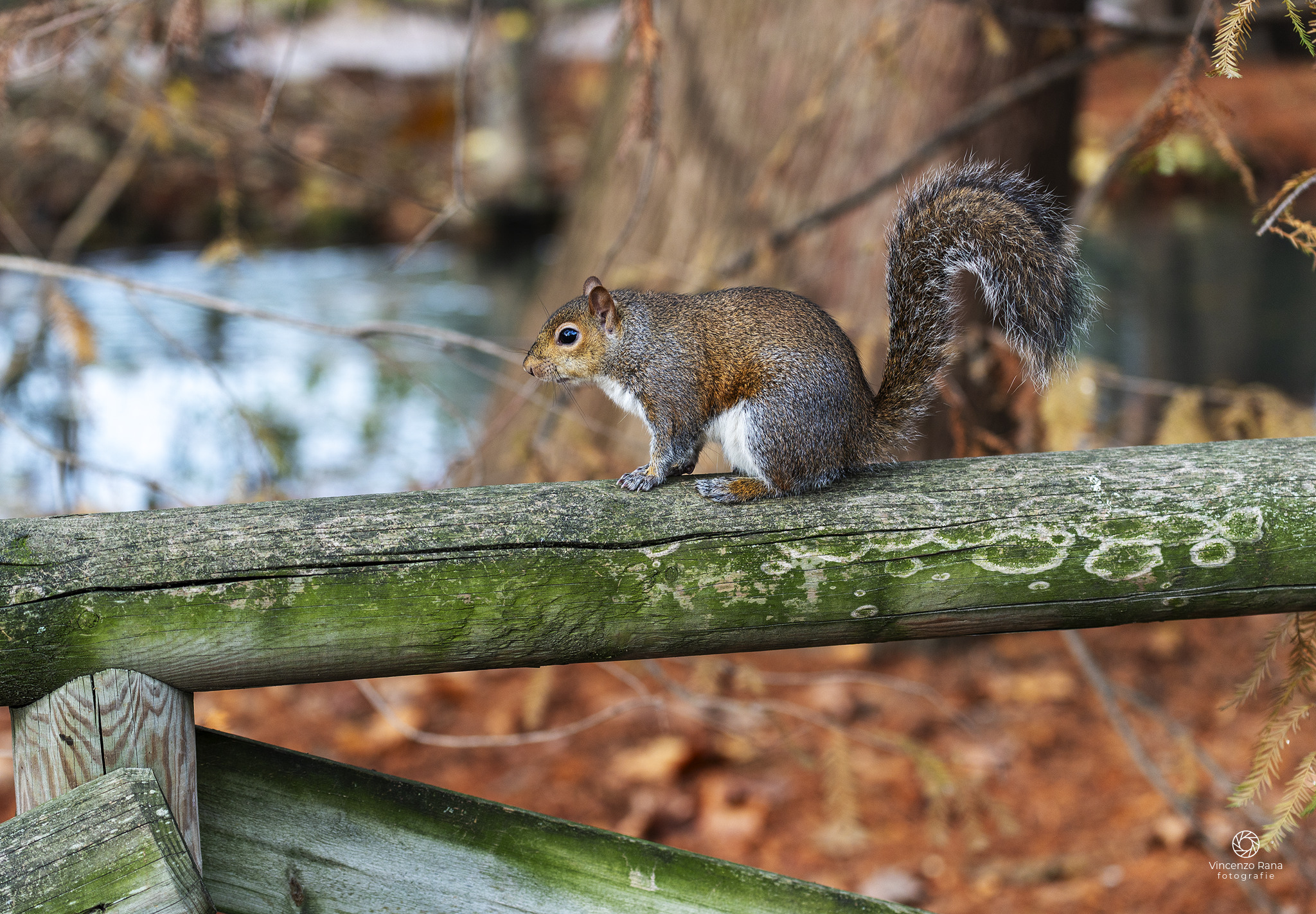 Park Inhabitants