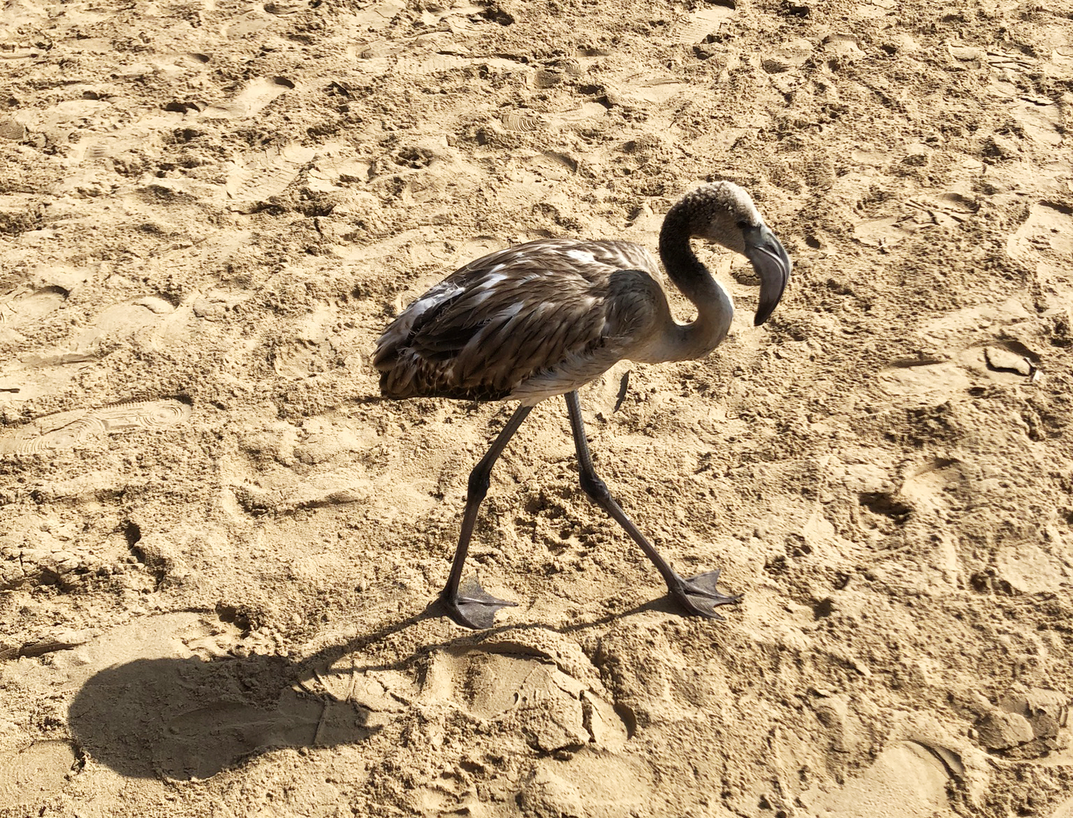 Fenicottero rosa (Phoenicopterus roseus)