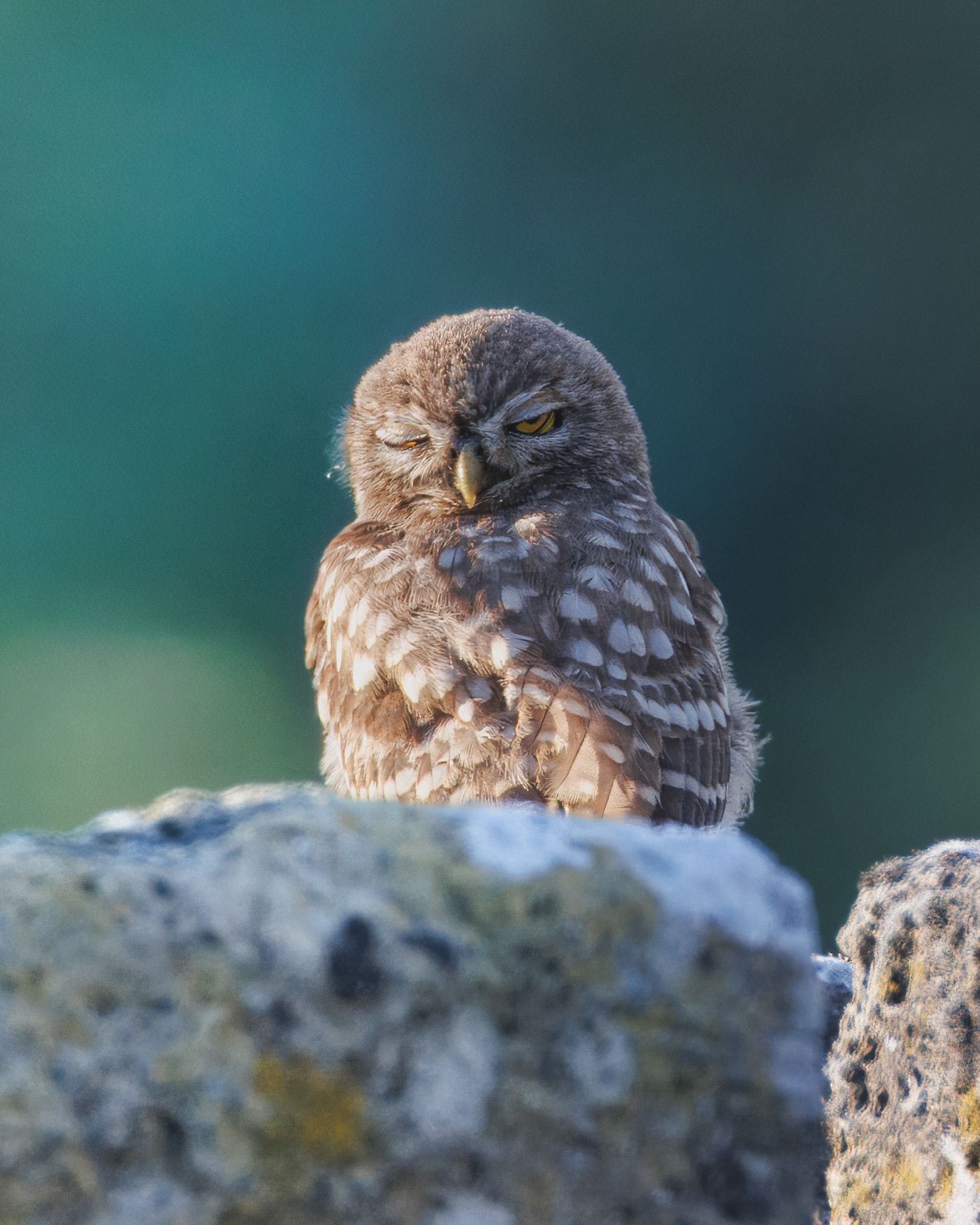 Owl in After