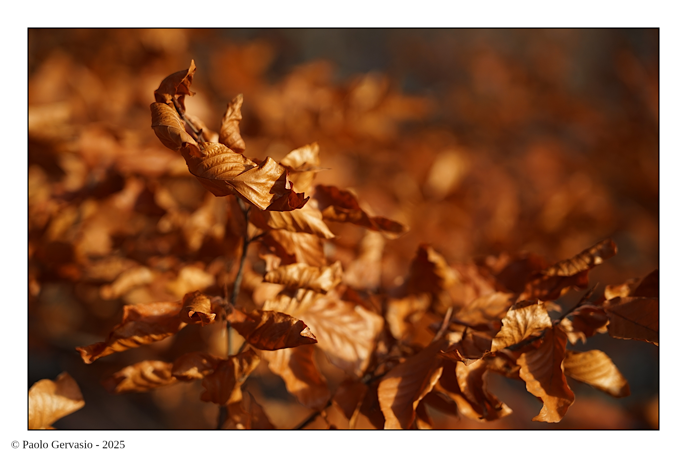 Oro antico, in autunno