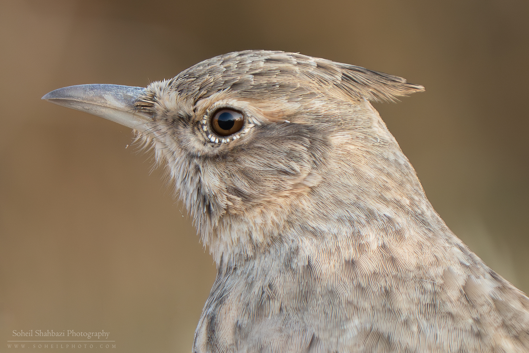 Crested lark