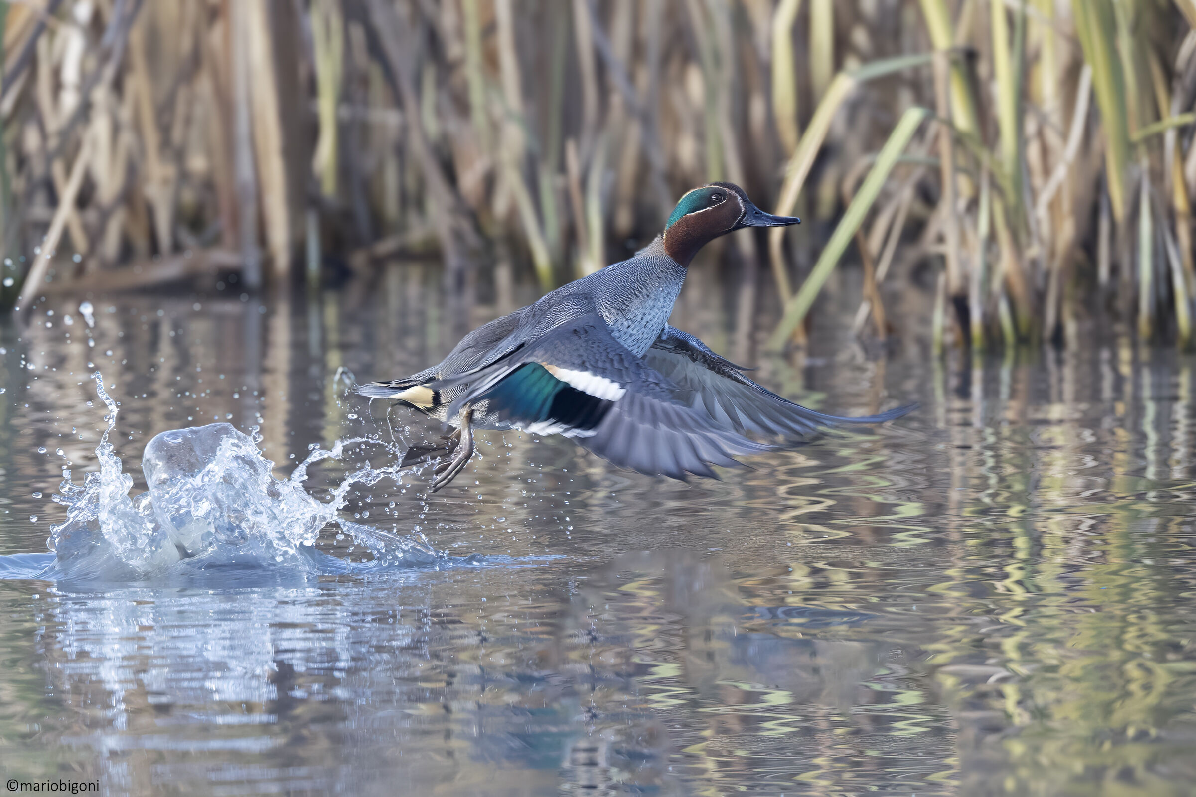 Male Teal