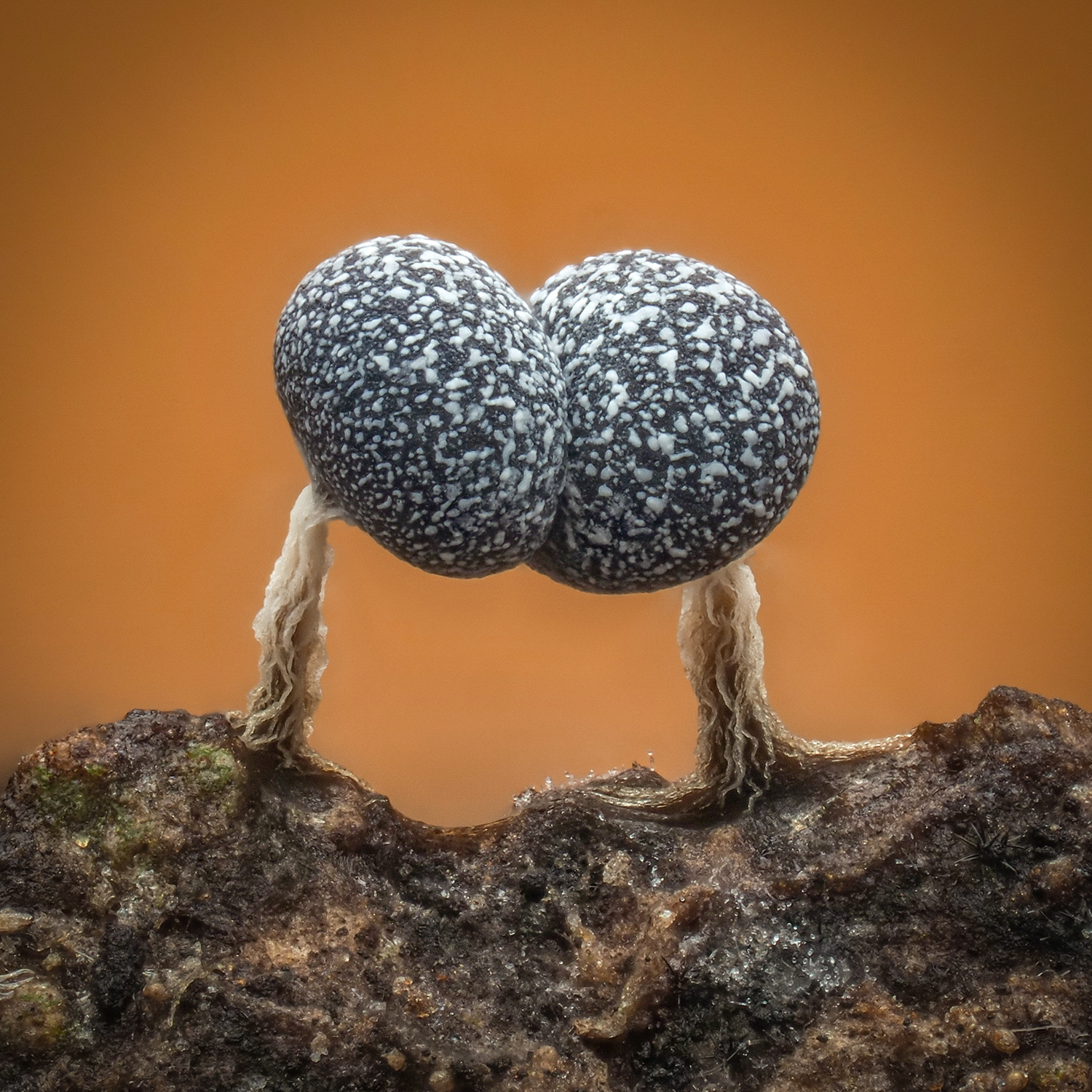 Physarum sp.